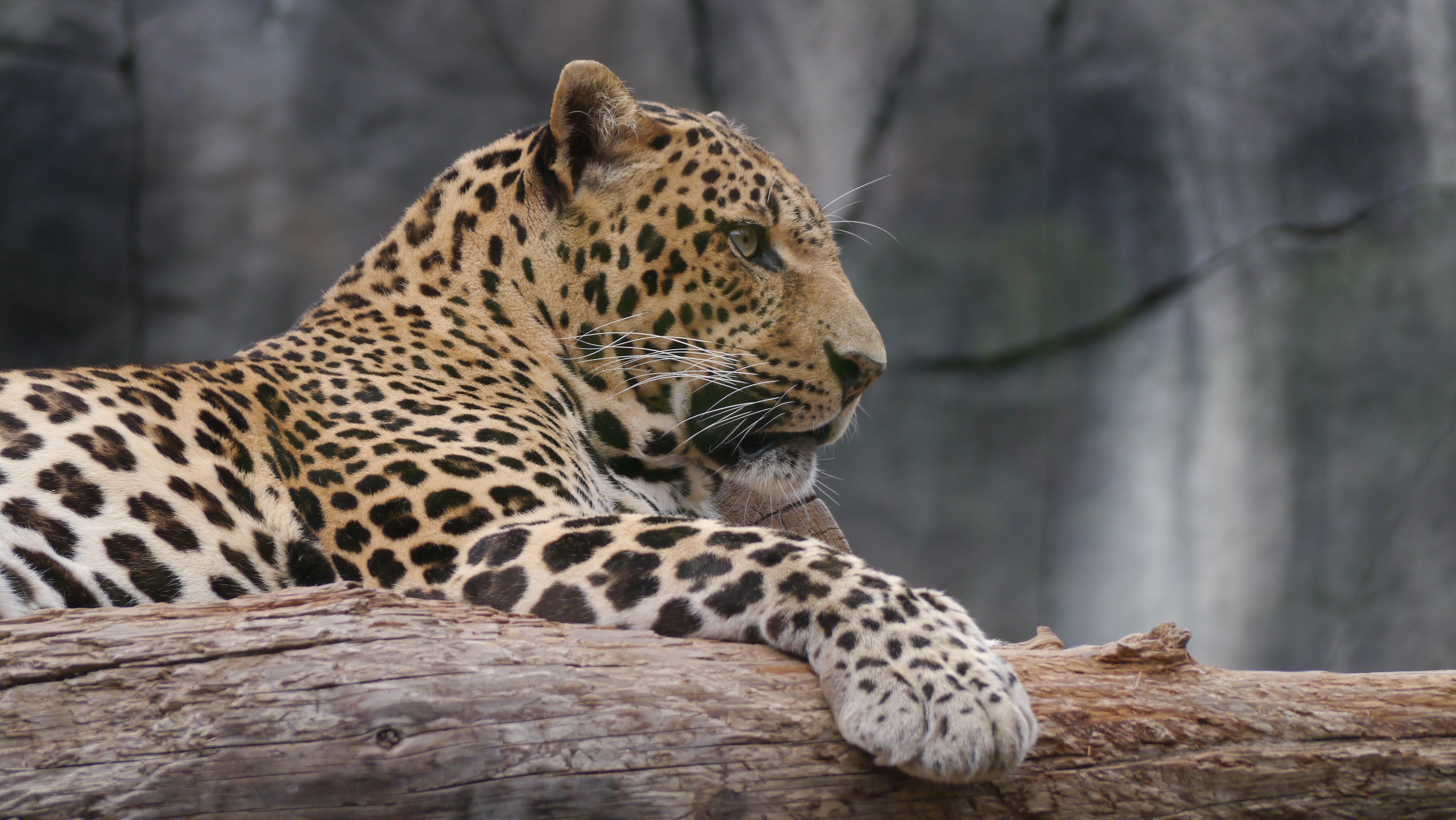 brown, wood - material, 4K, wildlife, animal themes, zoo, no people, big Cat, animal, outdoors, leopard, africa, whisker, danger, carnivore, animals In The Wild, HD Wallpaper