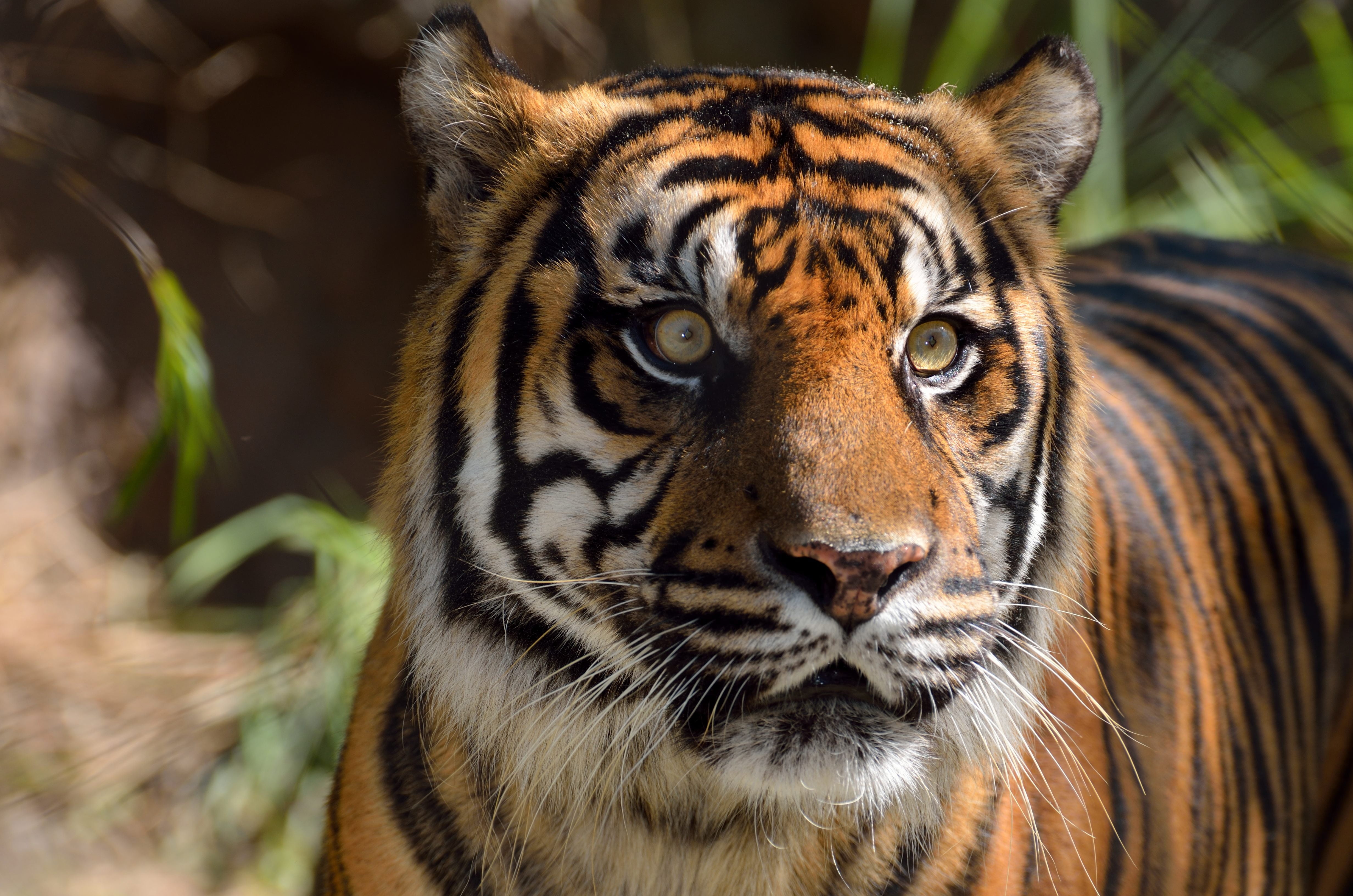 cat, focus, fauna, animal body part, big, asian, vertebrate, no people, safari, plants, panthera, animal head, mammal, hunter, close-up, predator, endangered, HD Wallpaper