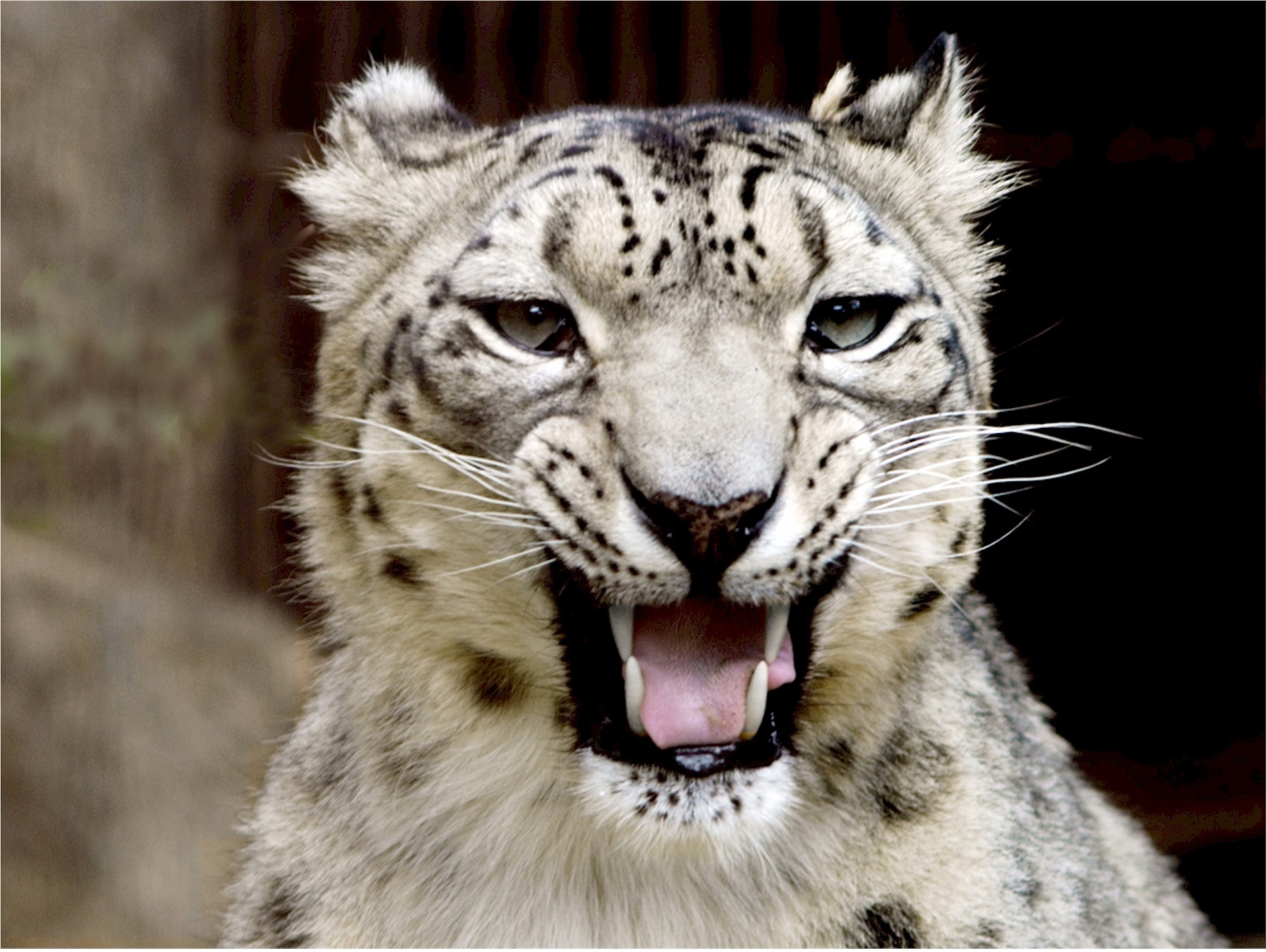 fur, head, whisker, undomesticated Cat, nature, animals In The Wild, animal wildlife, mouth open, close-up, looking at camera, animal mouth, mouth, tiger, HD Wallpaper