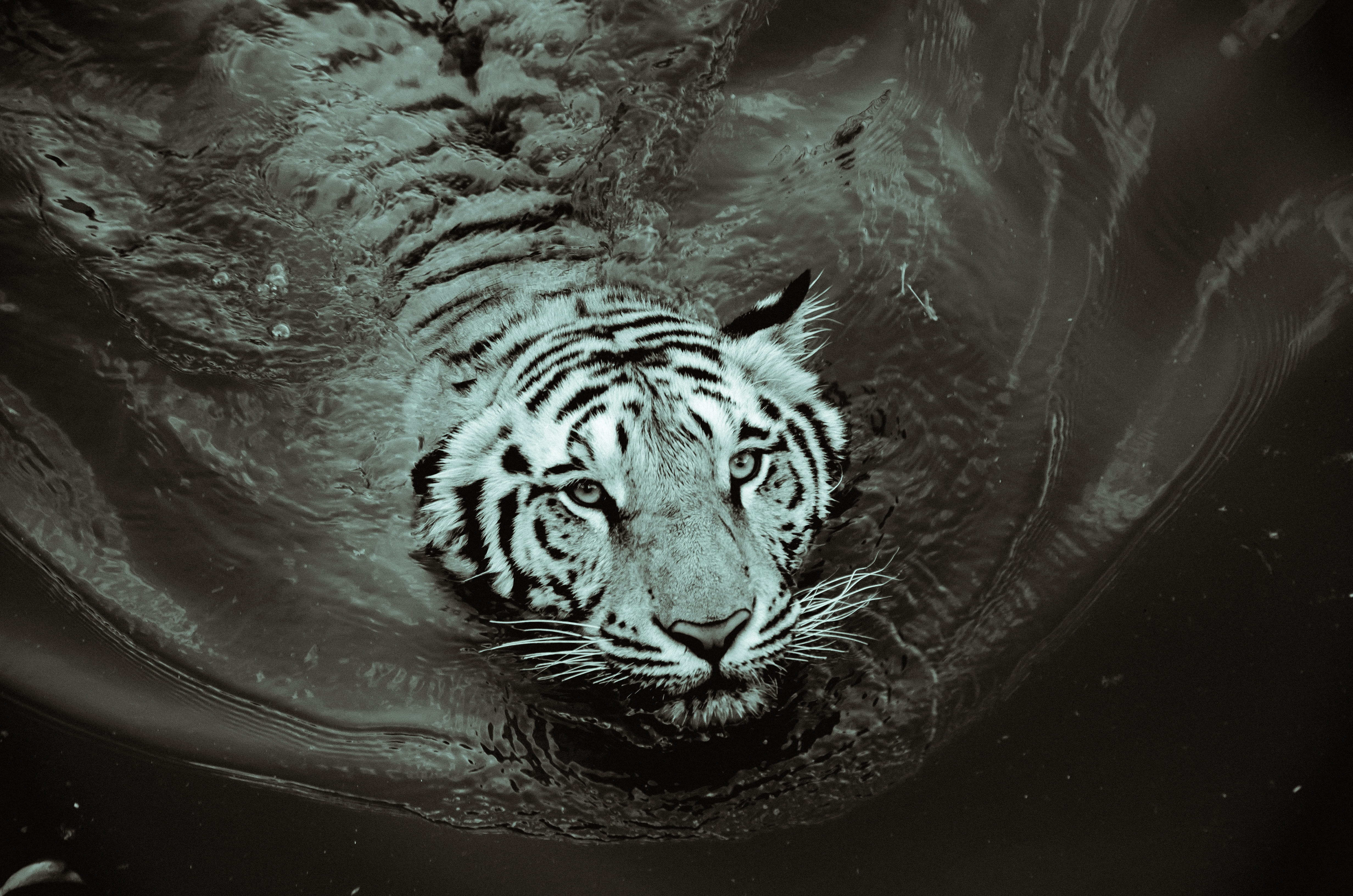 strength, carnivora, animals in the wild, no people, White, carnivore, sign, striped, logo, grayscale, zoo, mammal, big, white tiger, symbol, Black And White, HD Wallpaper