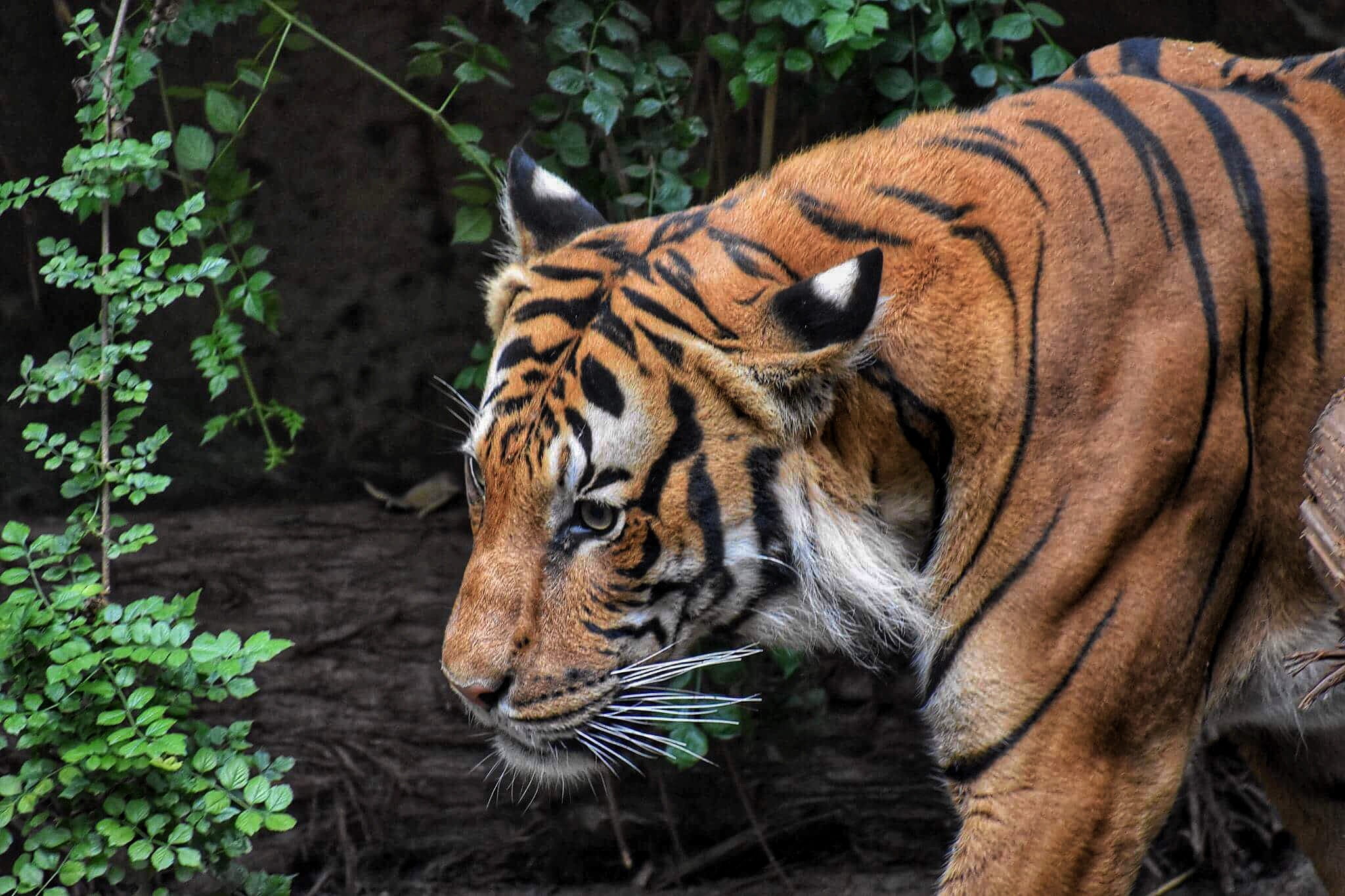 hunter, wild cat, wildlife photography, whiskers, animal themes, endangered species, nature, animals in captivity, zoo, endangered, stripes, 1080P, carnivore, HD Wallpaper