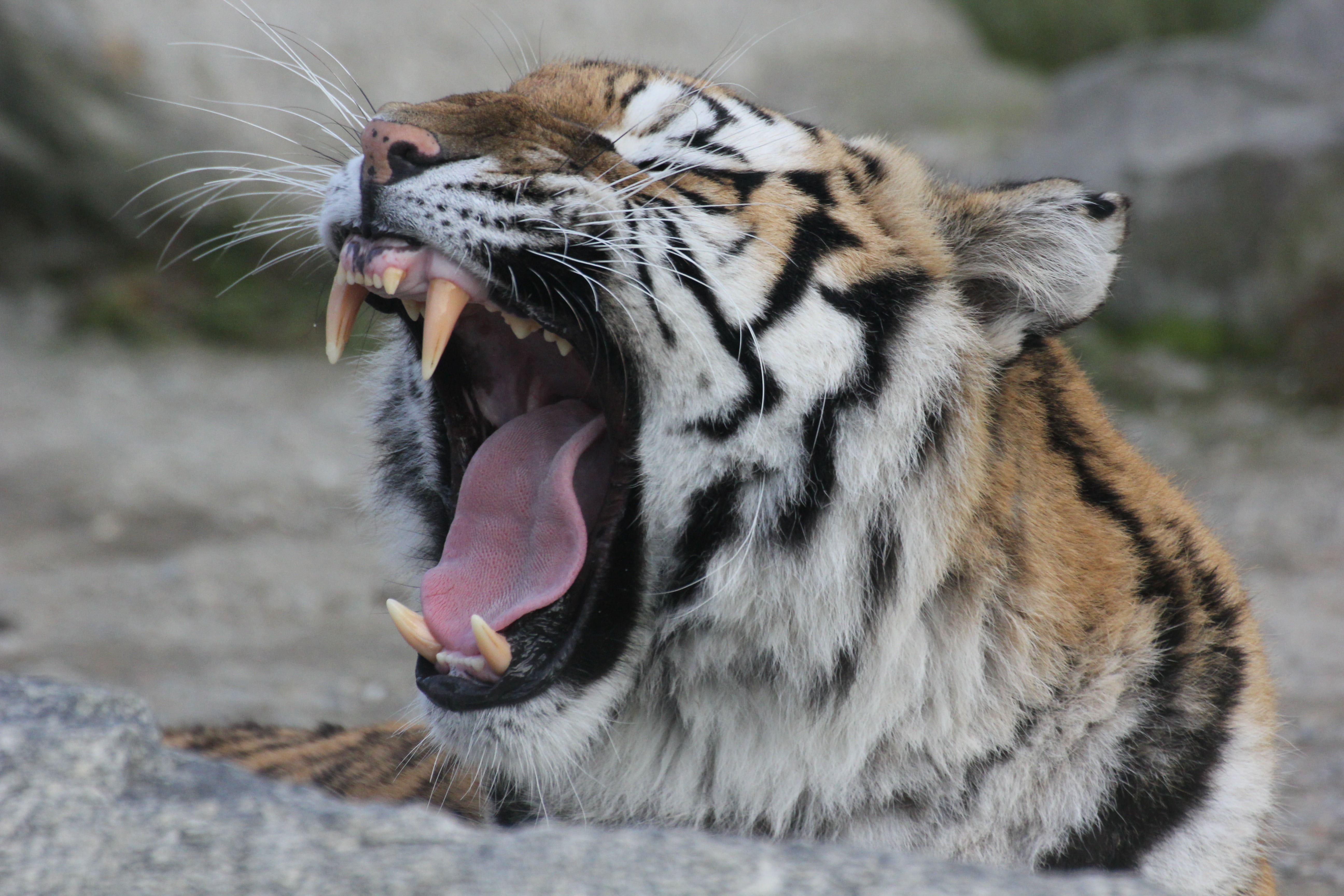 nature, whisker, roar, black, day, mammal, shallow, danger, endangered Species, animal body part, no people, undomesticated Cat, feline, yawning, wildlife, HD Wallpaper