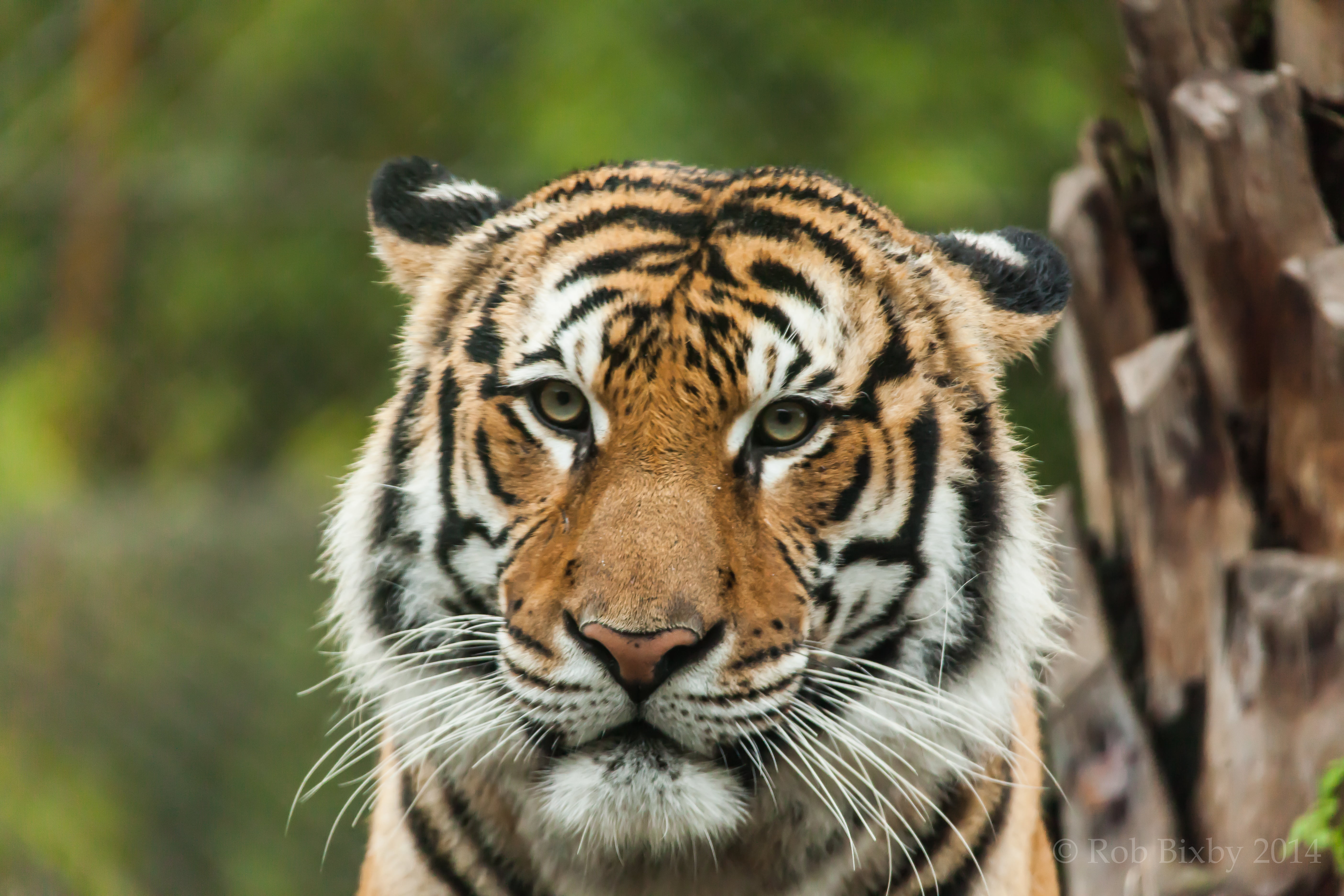 bengal Tiger, birds, Jacksonville zoo, nature, tiger, undomesticated Cat, cheetah, striped, danger, Heron, wildlife, otter, large, Egret, big Cat, siberian Tiger, HD Wallpaper
