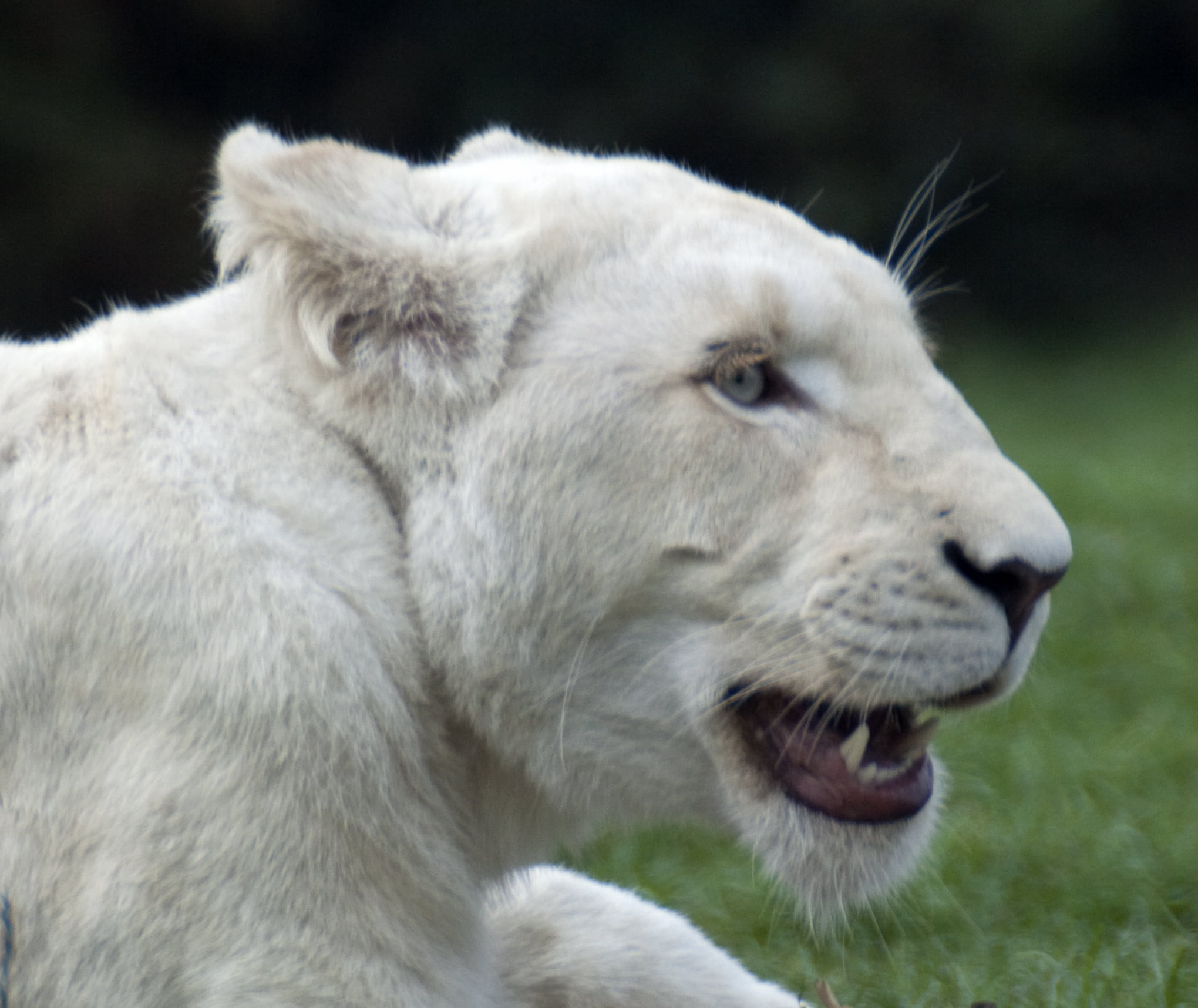 carnivore, mammal, Animal, Panthera  leo  krugeri, White Lion, grass, undomesticated Cat, Cats, field, lion - Feline, animals And Pets, wildlife, animals In The Wild, HD Wallpaper