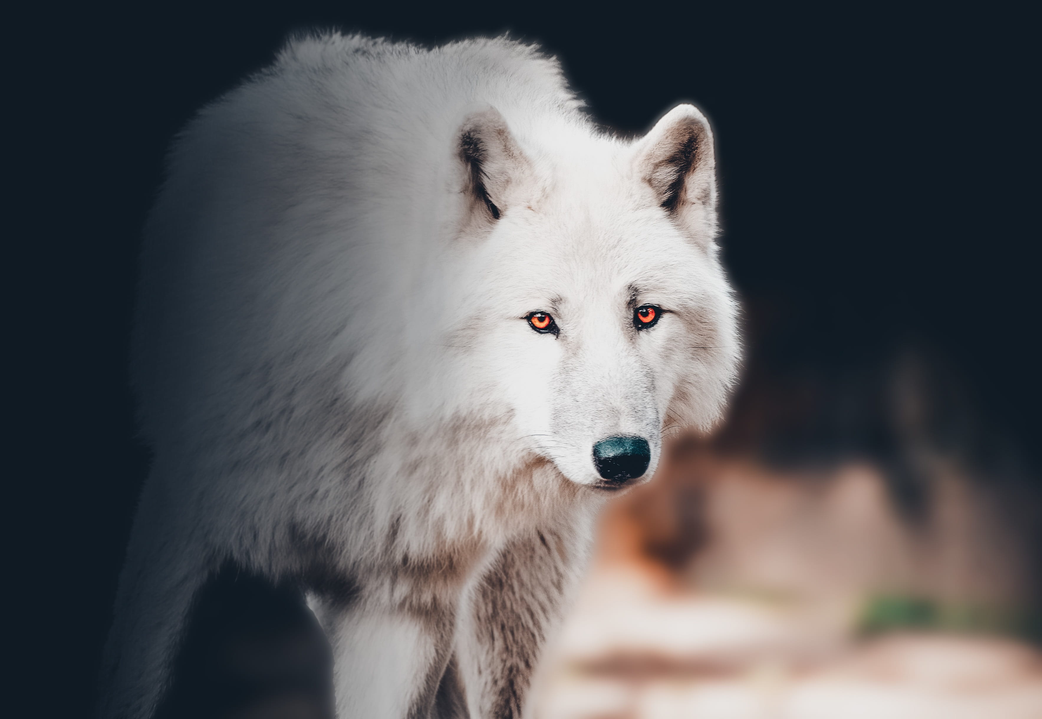 wild, picture, eye, day, animal head, black background, animals in the wild, grey, portrait, animal wildlife, pets, one animal, graphic, close-up, white color, HD Wallpaper