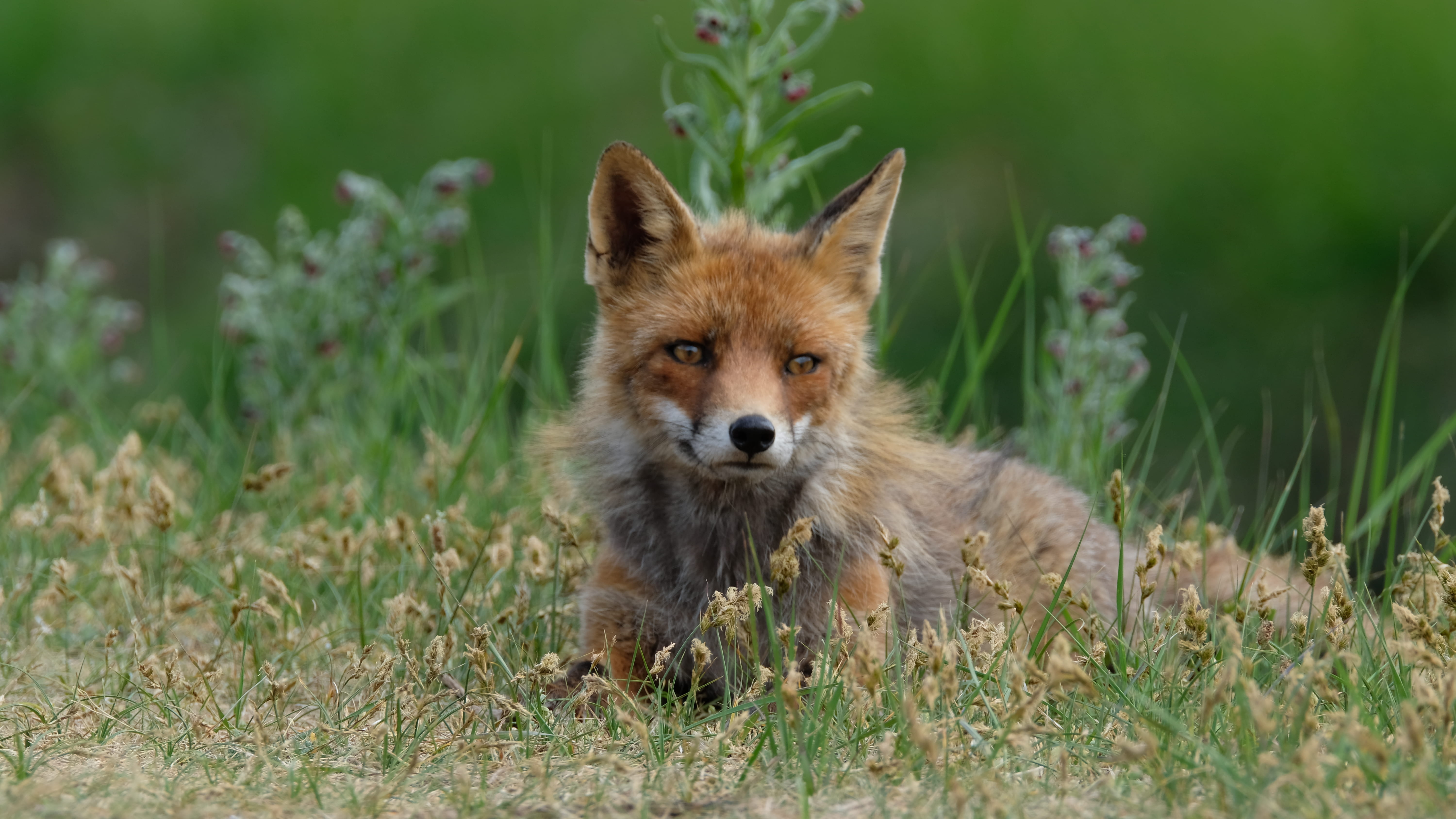 canine, yellow, animal themes, face, behind, flower, animal, field, photography, animal wildlife, looking at camera, grass, fur, one animal, day, brown, HD Wallpaper