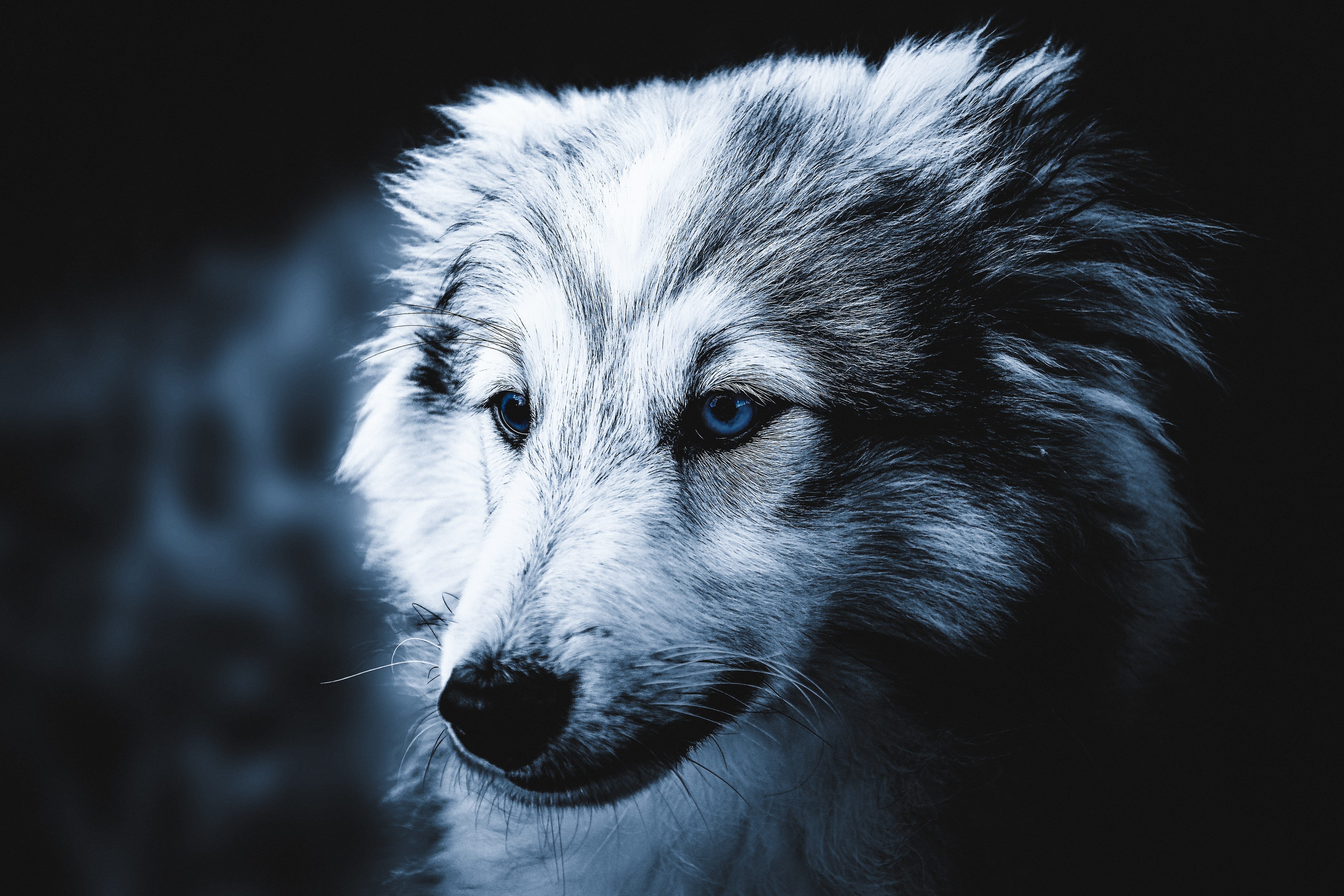 animal head, pet, looking away, focus on foreground, mammal, happy, breed, looking, fun, no people, isolated, adorable, cheerful, beautiful, young, animal eye, HD Wallpaper