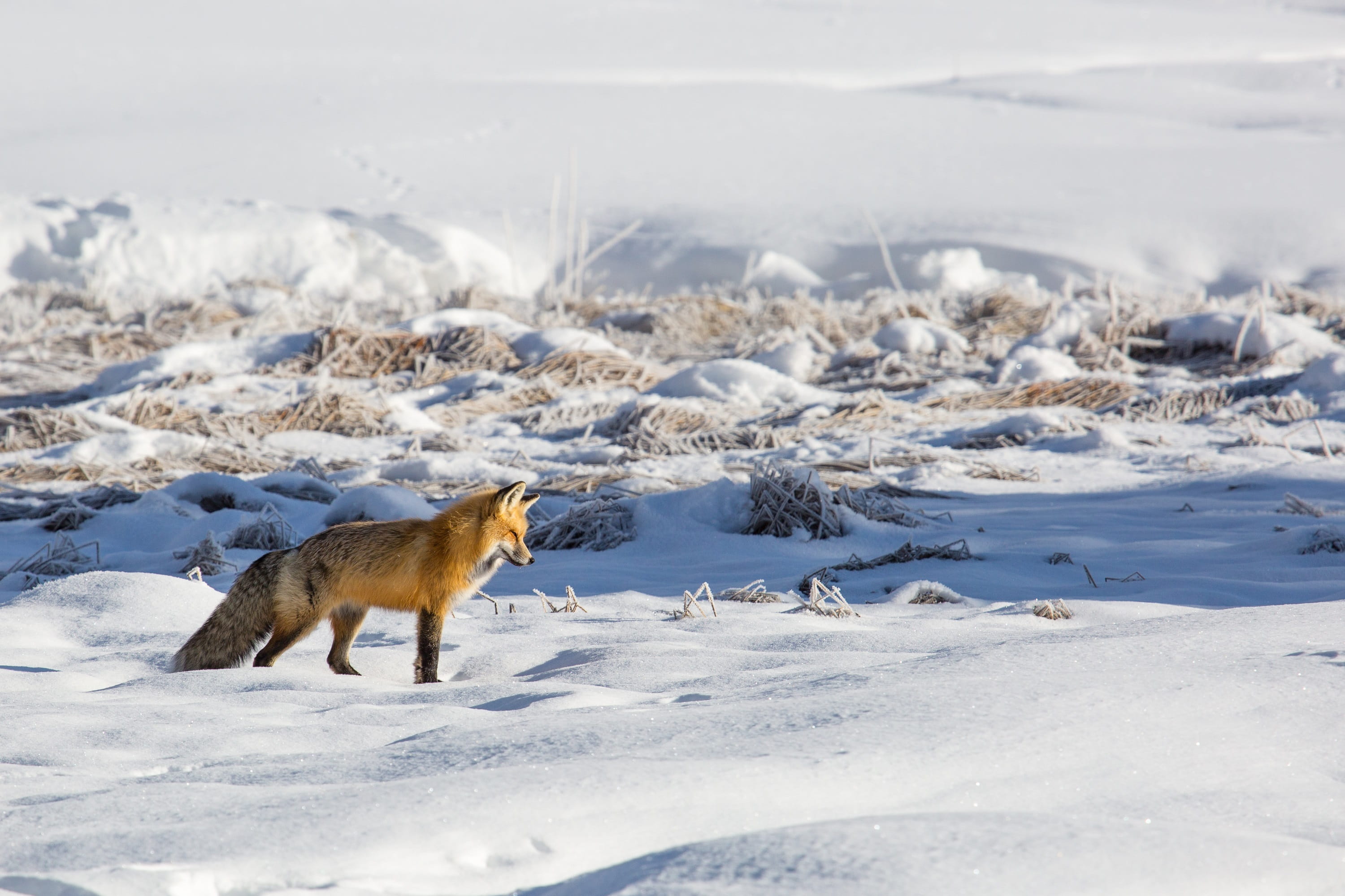 outdoors, frozen, cold temperature, red fox, usa, vertebrate, land, no people, animals in the wild, snowcapped mountain, vulpes vulpes, fur, one animal, HD Wallpaper