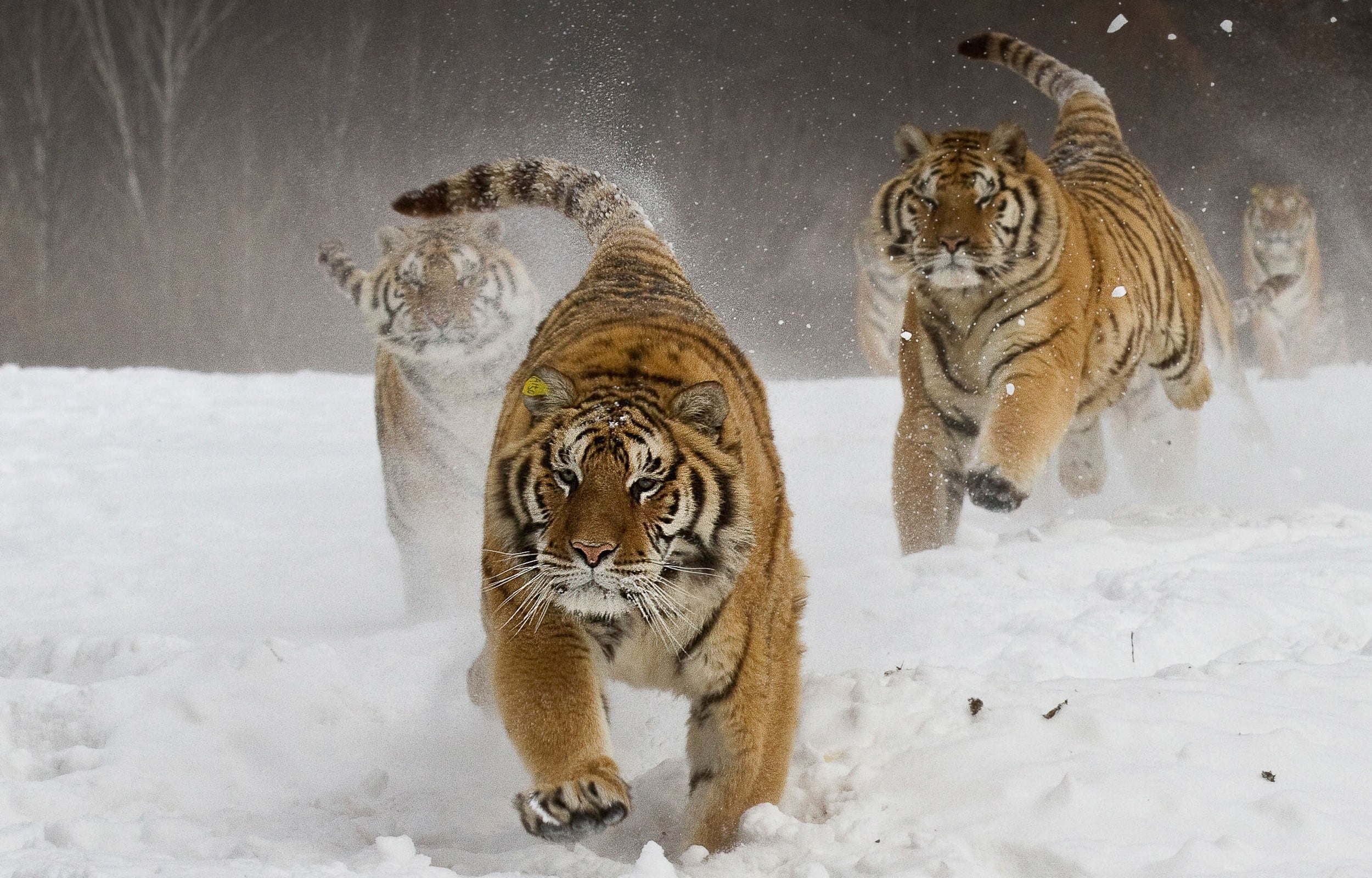 landscape, two animals, winter, vertebrate, cat, group of animals, snowing, nature, feline, animal, animals in the wild, running, tigers, animals, snow, HD Wallpaper