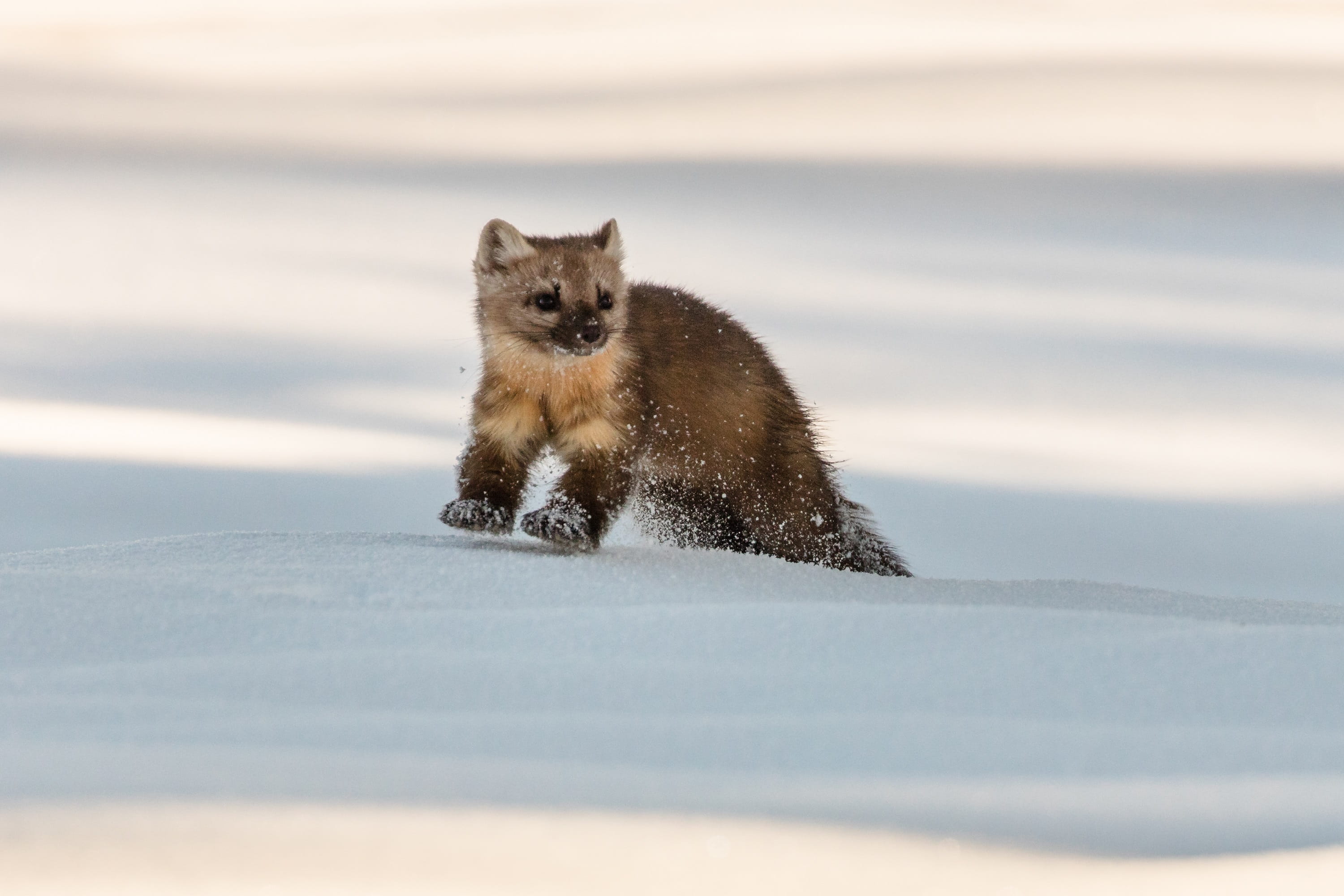 wyoming, pets, frank, animals in the wild, no people, fur, day, portrait, face, hunting, survival, small, looking, wildlife, snowing, solitary, nature, HD Wallpaper