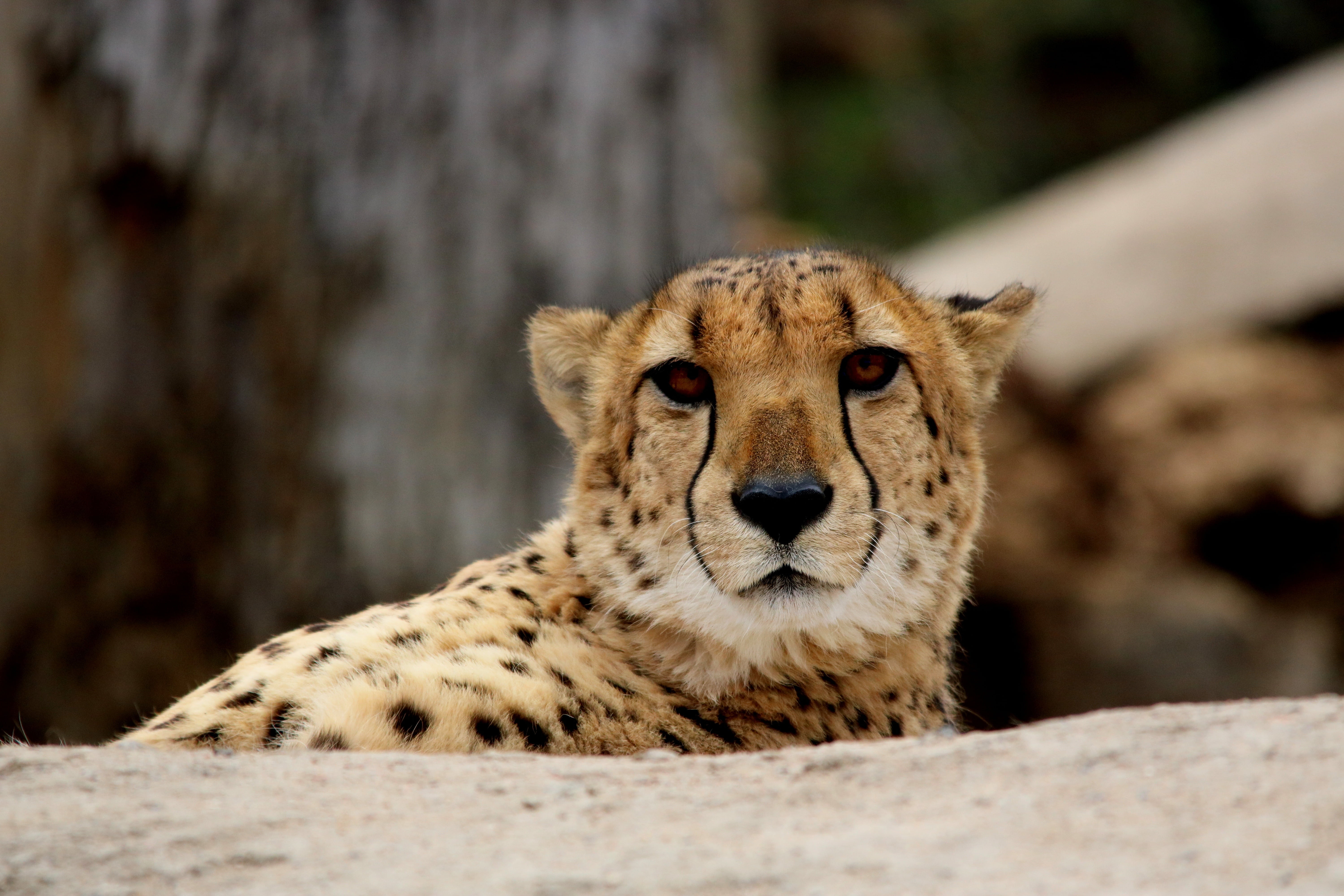 lying, biology, looking at camera, exotic, 5K, animal themes, day, africa, fauna, carnivora, cheetah, leopardo cazador, animal wildlife, animal, wild, HD Wallpaper