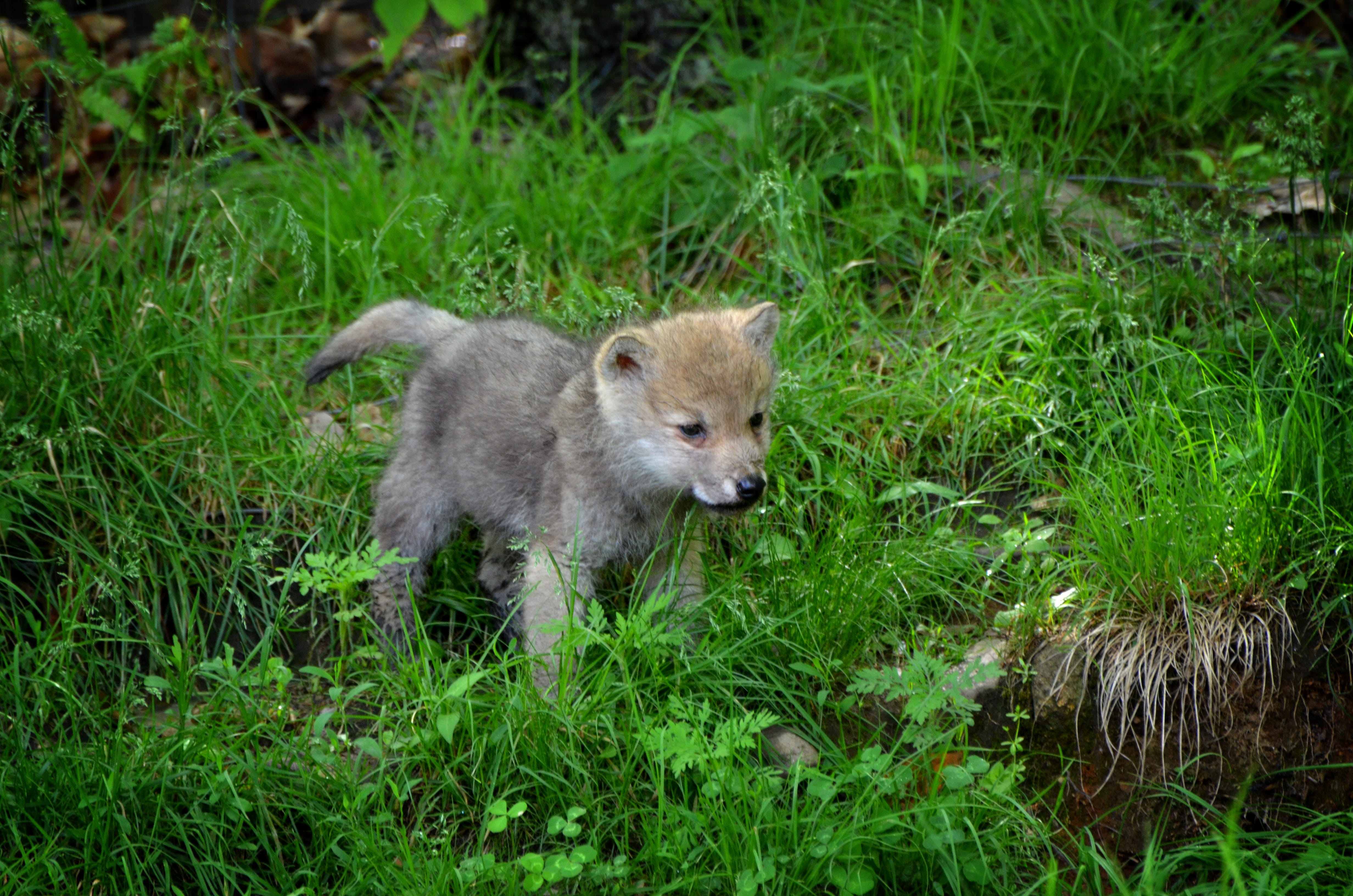 young, grass field, looking at camera, wilderness, den, animal, spring, day, young animal, forest, portrait, animal wildlife, plant, carnivore, no people, HD Wallpaper
