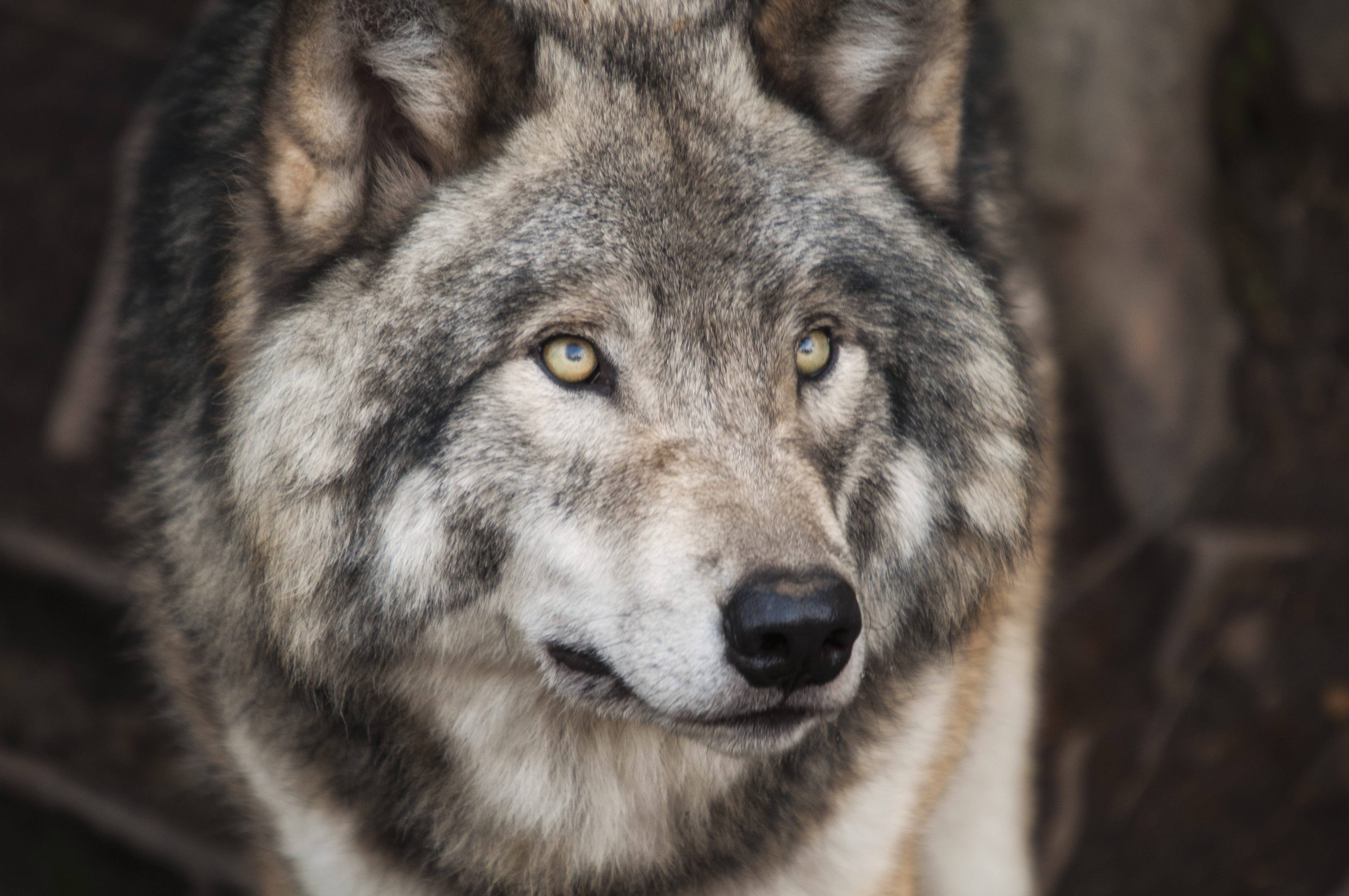 hunter, selective, dog, outdoors, nature, one animal, 4K, focus, predator, canine, dangerous, close-up, animal wildlife, no people, animal portrait, looking, HD Wallpaper