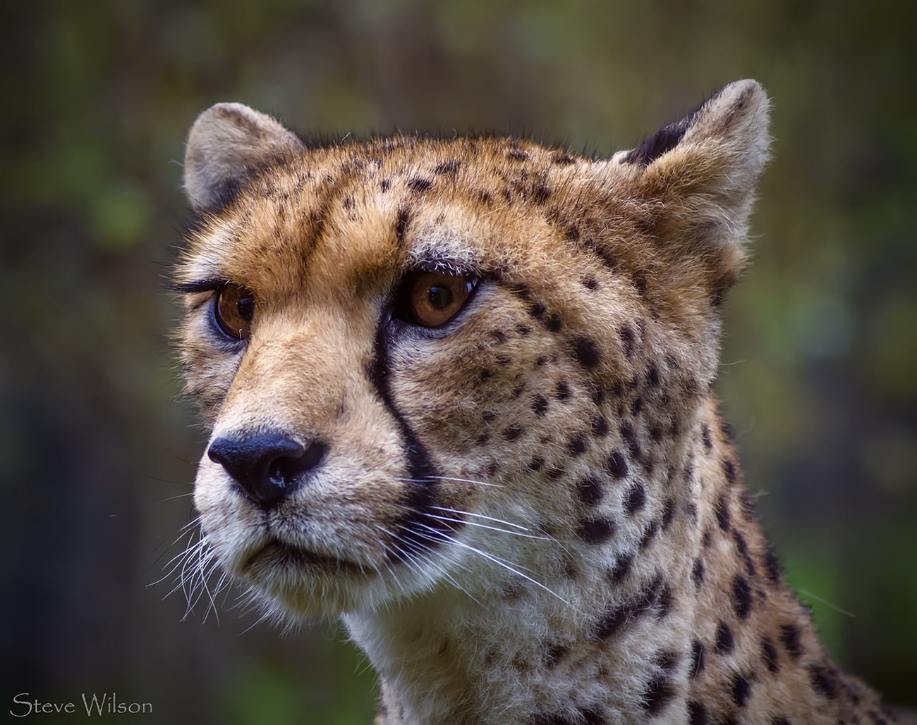 720P, Chester Zoo, safari Animals, northwest, Nikon D7000, Chester  Zoo, Upton, Close up, Sahara, Great  Britain, fur, safari, Predator, leopard, Female, HD Wallpaper
