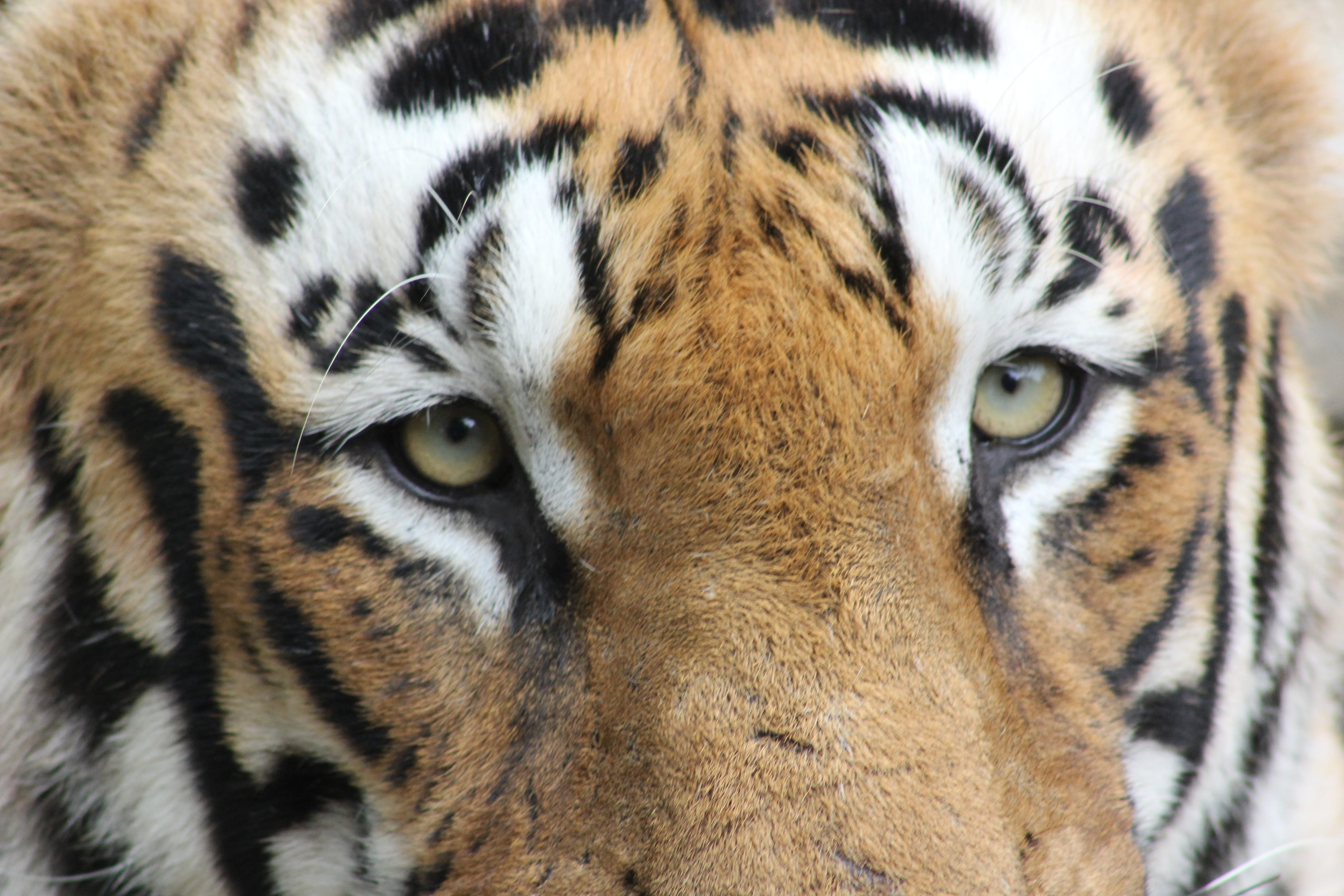 endangered, one animal, big cat, hunter, striped, face, asia, endangered species, 5K, danger, animal, head, safari, nature, animals in the wild, fur, zoo, HD Wallpaper