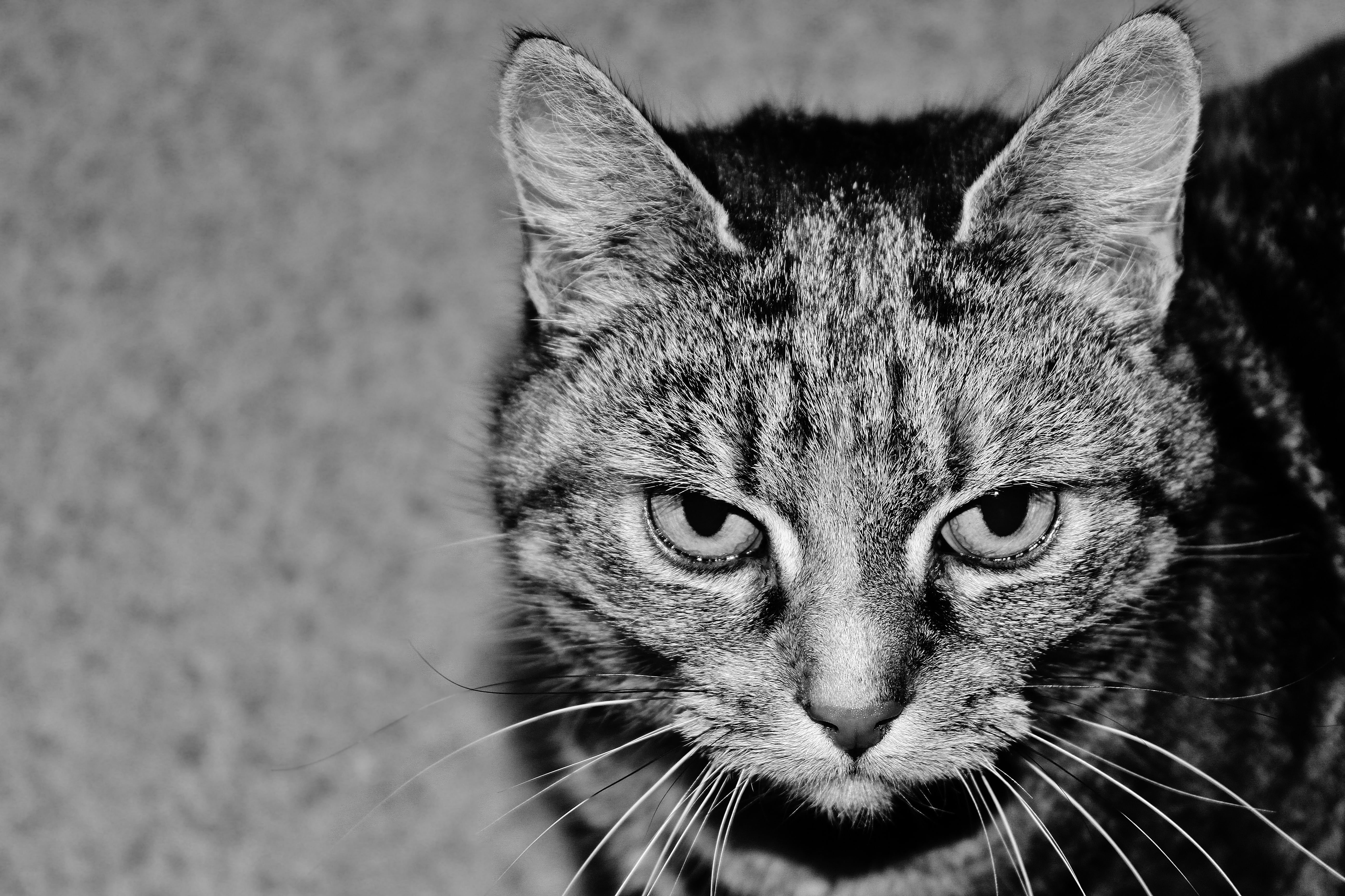 tail, eyes, natural, nature, hunter, domestic cat, 5K, no people, domestic animals, predator, fur, looking at camera, dangerous, safari, animal body part, HD Wallpaper