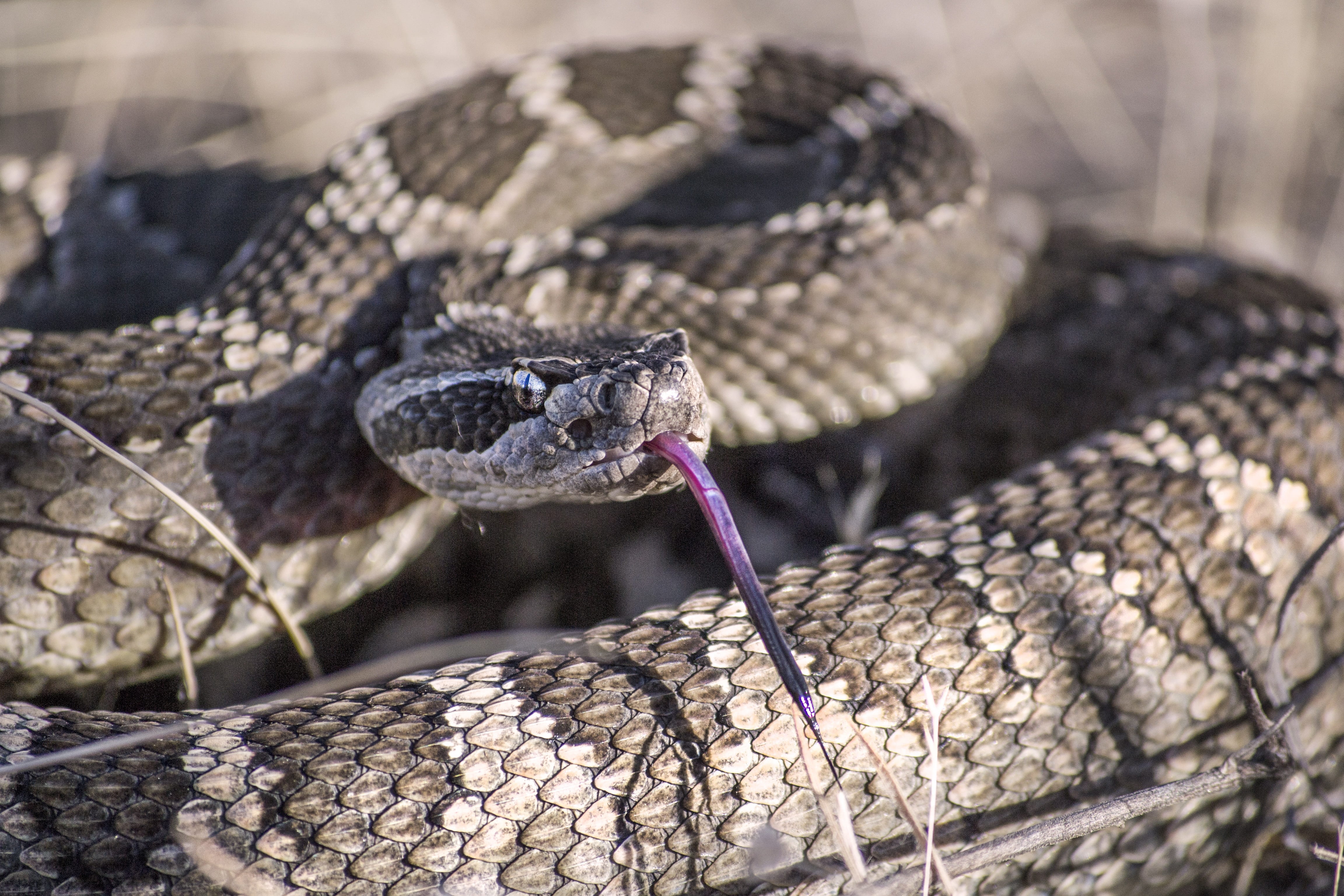 animal wildlife, okanagan, black, selective, viper, focus on foreground, gray, symbol, warning, adventure, skin, slither, wildlife, hiking, desert, pacific, HD Wallpaper