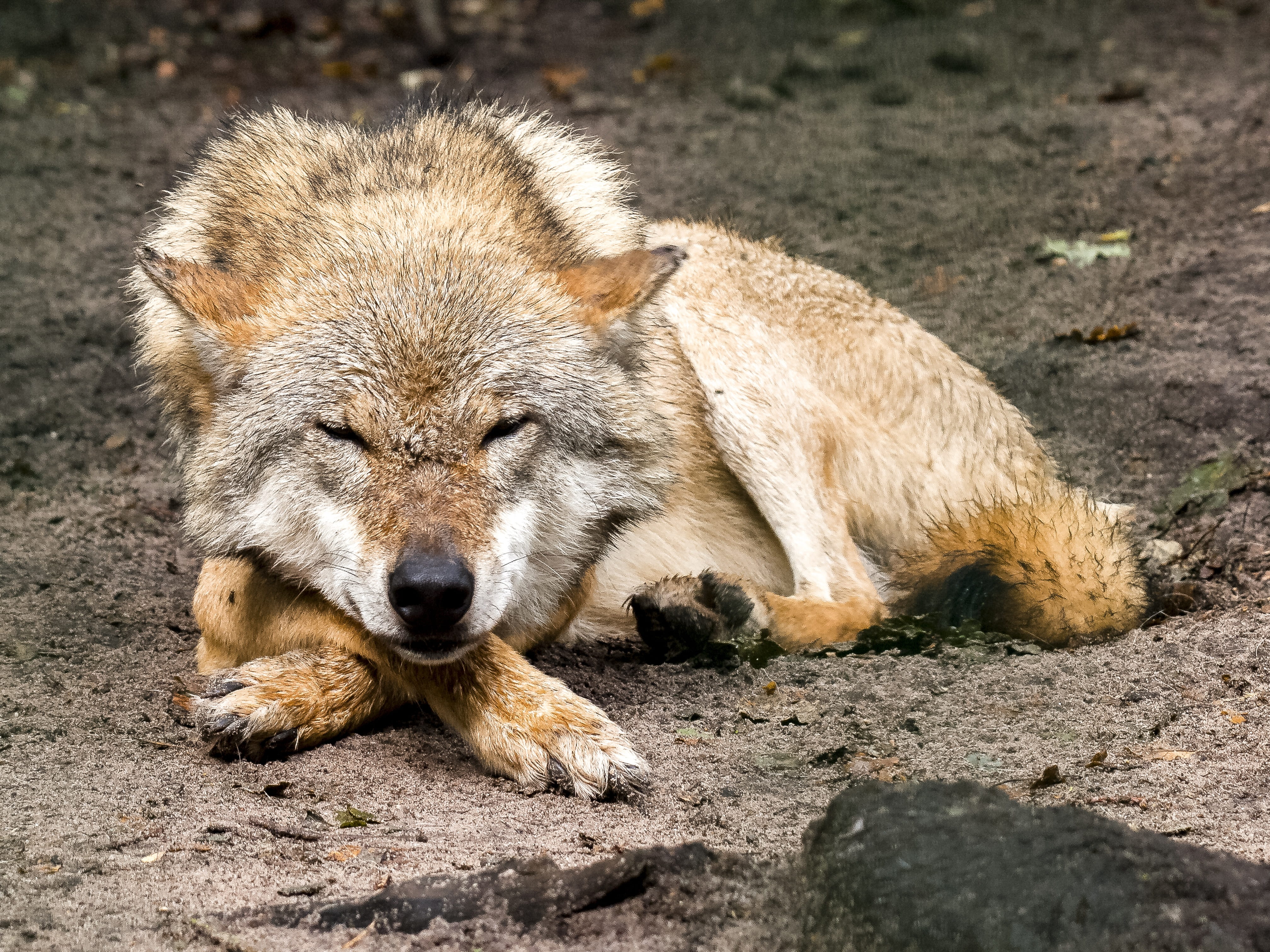 relaxation, ground, mammal, danger, rock - object, lying down, no people, sand, prone, brown, animals In The Wild, carnivore, wildlife, Coyote, 4K, wolf, HD Wallpaper