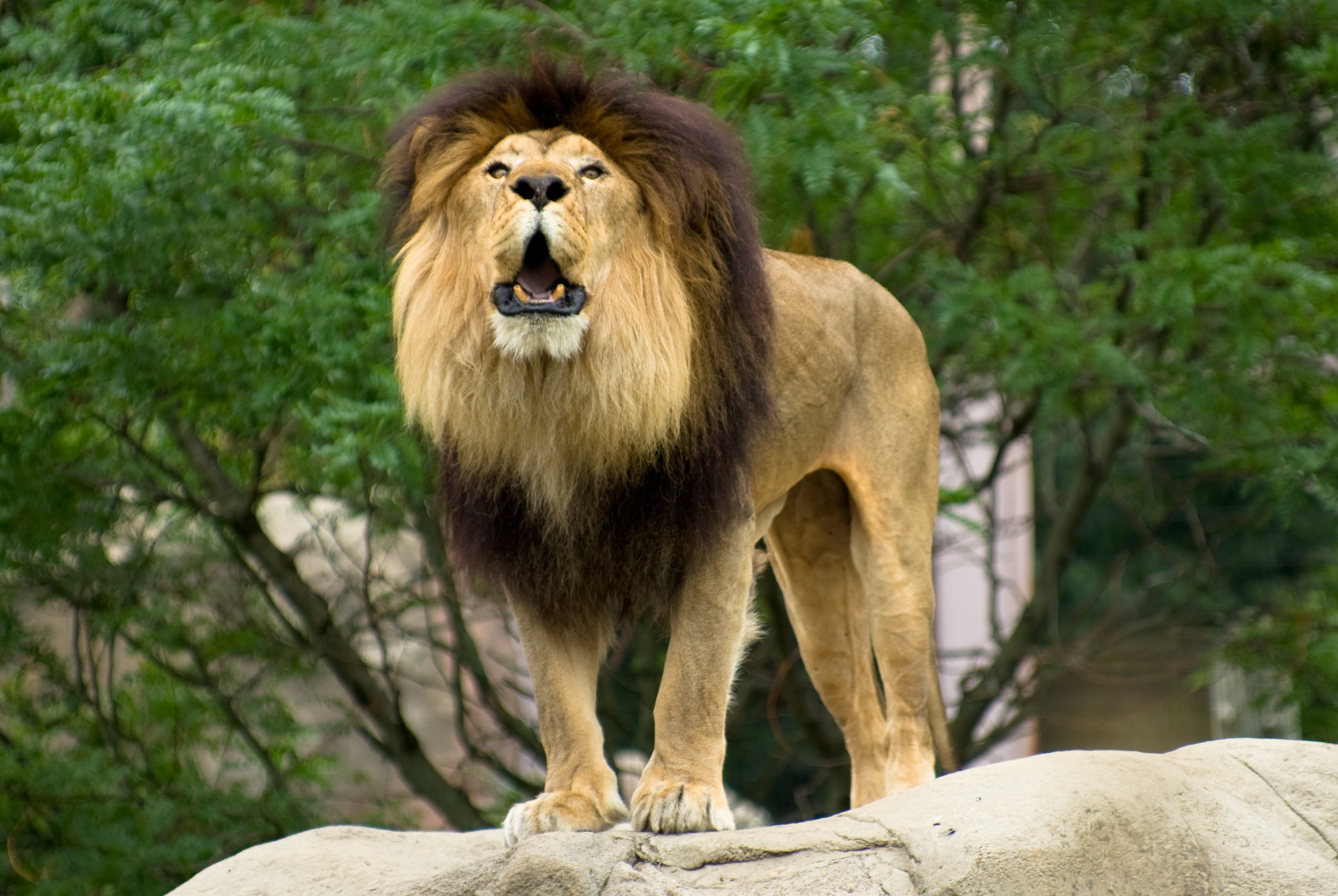 2K, animals In The Wild, franklin park zoo, brown, Lion, mammal, africa, surface, k10d, aslan, lion - Feline, nature, gray, safari Animals, carnivore, HD Wallpaper
