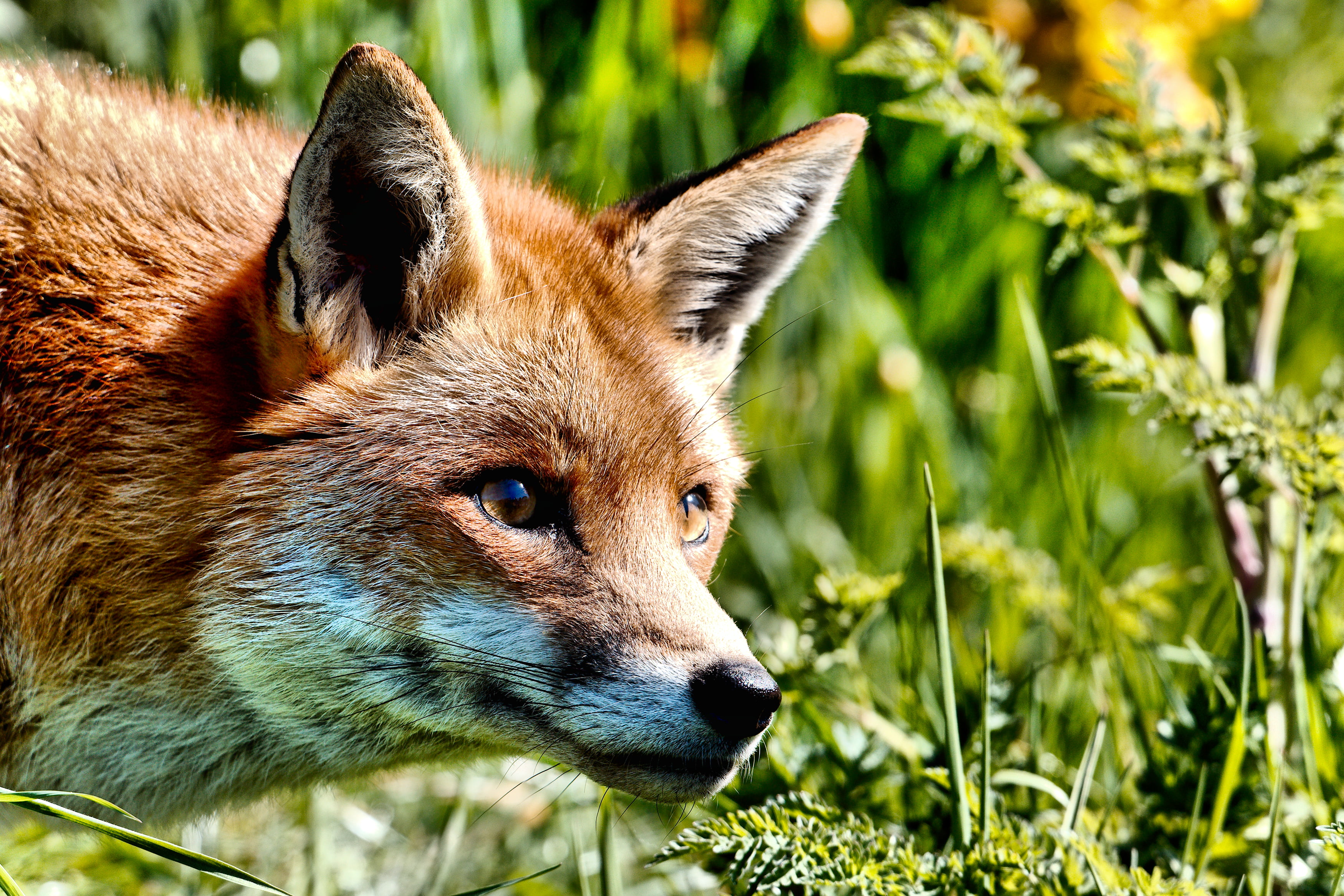 selective focus, outdoors, animal, forest, Fox, wild Dog, selective, canine, carnivore, animals Hunting, Explored, grass, focus, animals In The Wild, photography, HD Wallpaper