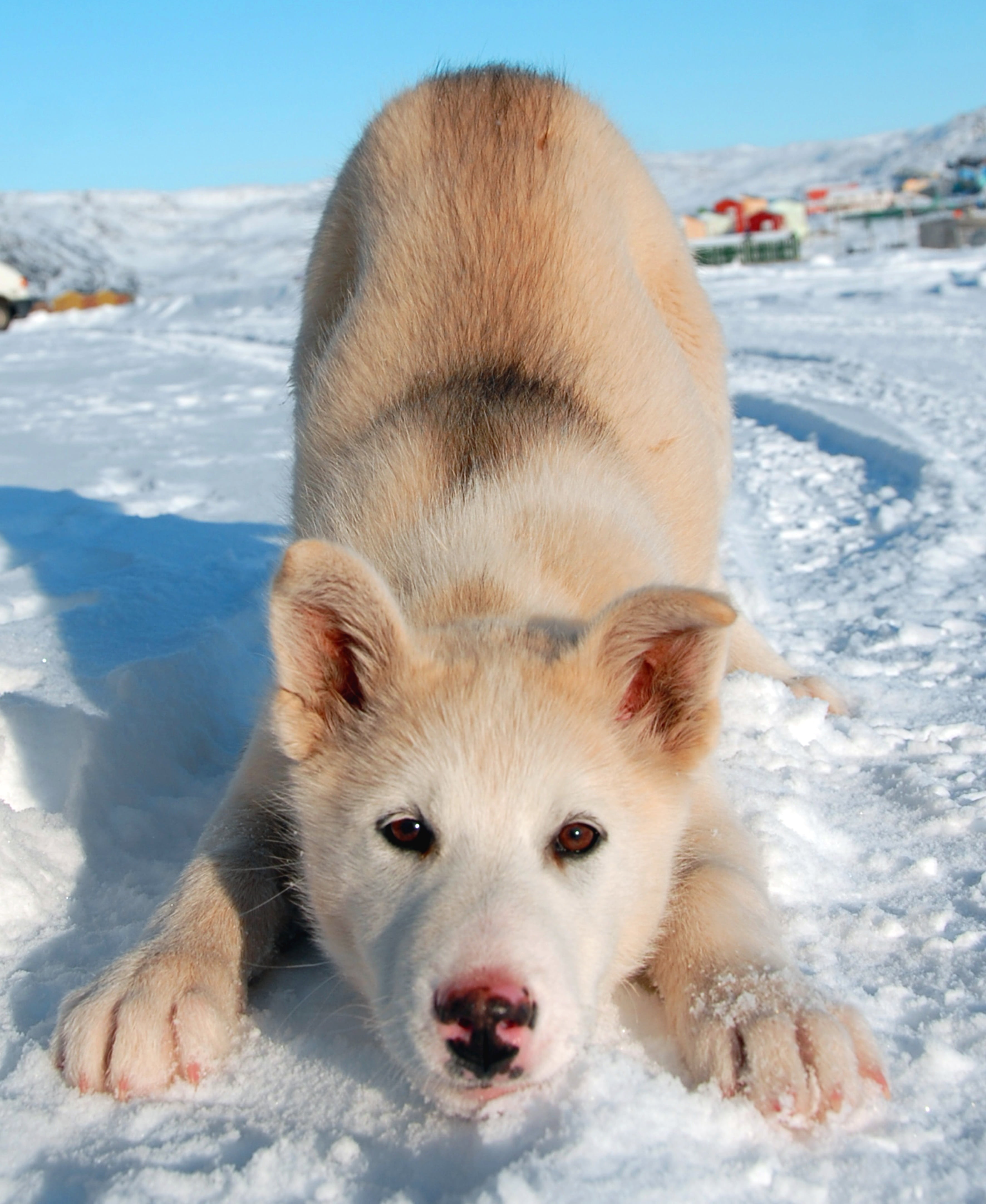 white, snow, dog, 4K, white color, siberian, domestic, domestic animals, vertebrate, greenland dog, pets, greenland, land, looking at camera, puppy, brown, Phone HD Wallpaper