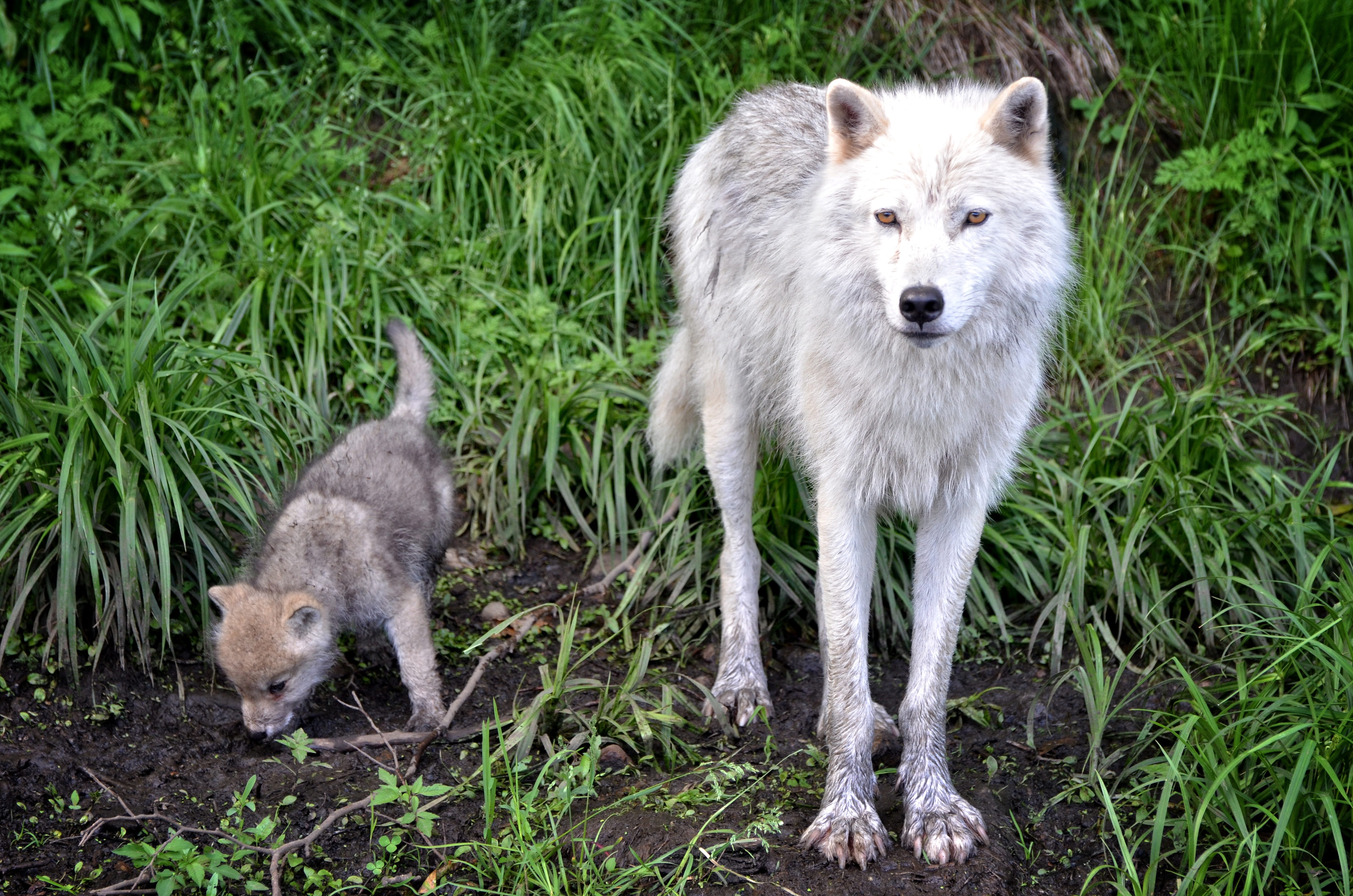 4K, carnivore, green, day, wild, animal wildlife, outdoors, white wolf, wilderness, looking at camera, timber, no people, white, cub, vertebrate, group of animals, HD Wallpaper