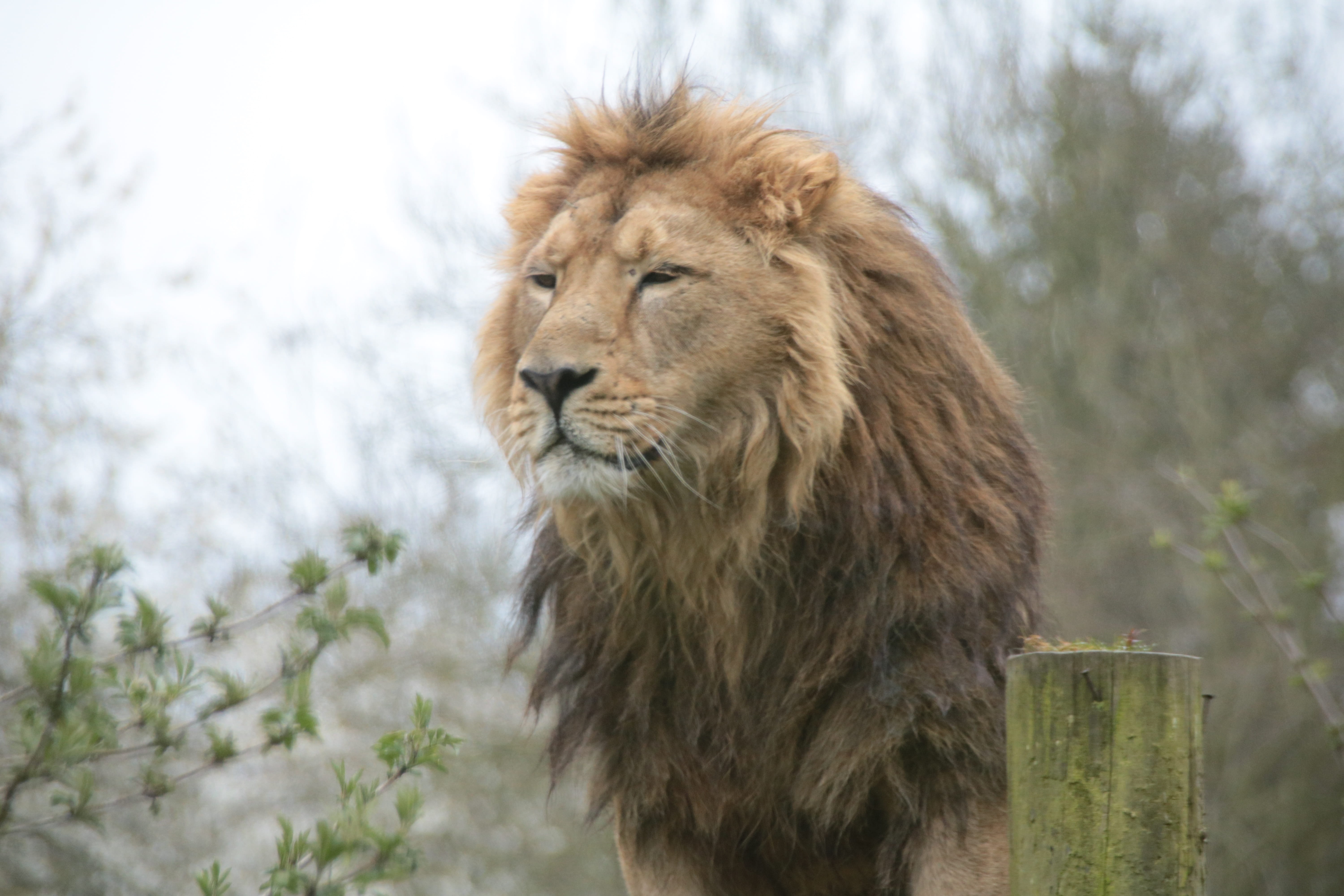 male, animal head, one animal, wildlife, vertebrate, mane, portrait, tree, animals In The Wild, outdoors, 5K, animal wildlife, safari Animals, african, HD Wallpaper