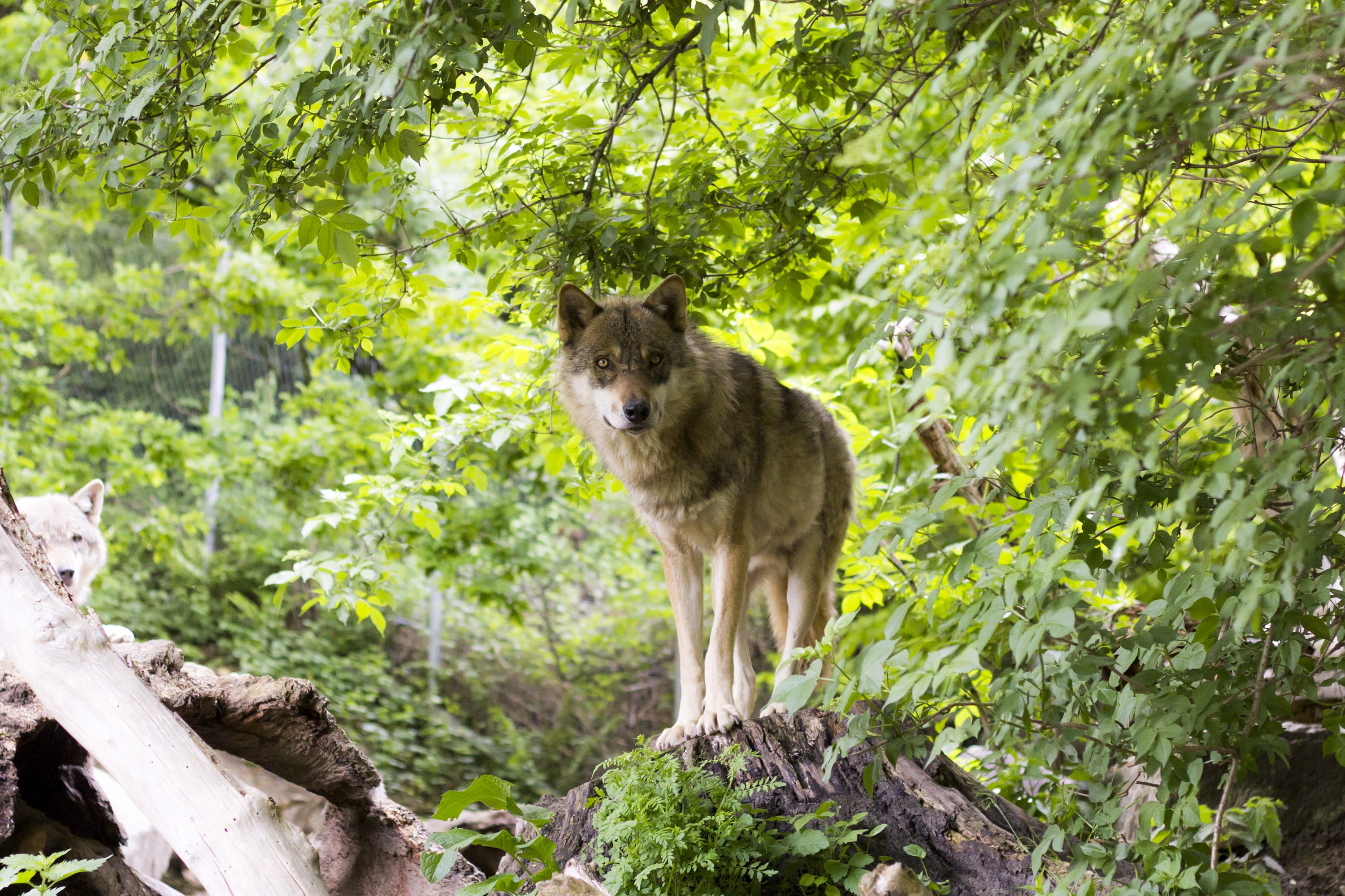 leaves, one animal, 2K, pack, standing, sun, timber, two wolves, vertebrate, animals in the wild, canis lupus, predator, forest, cliff, wolf, day, view, HD Wallpaper