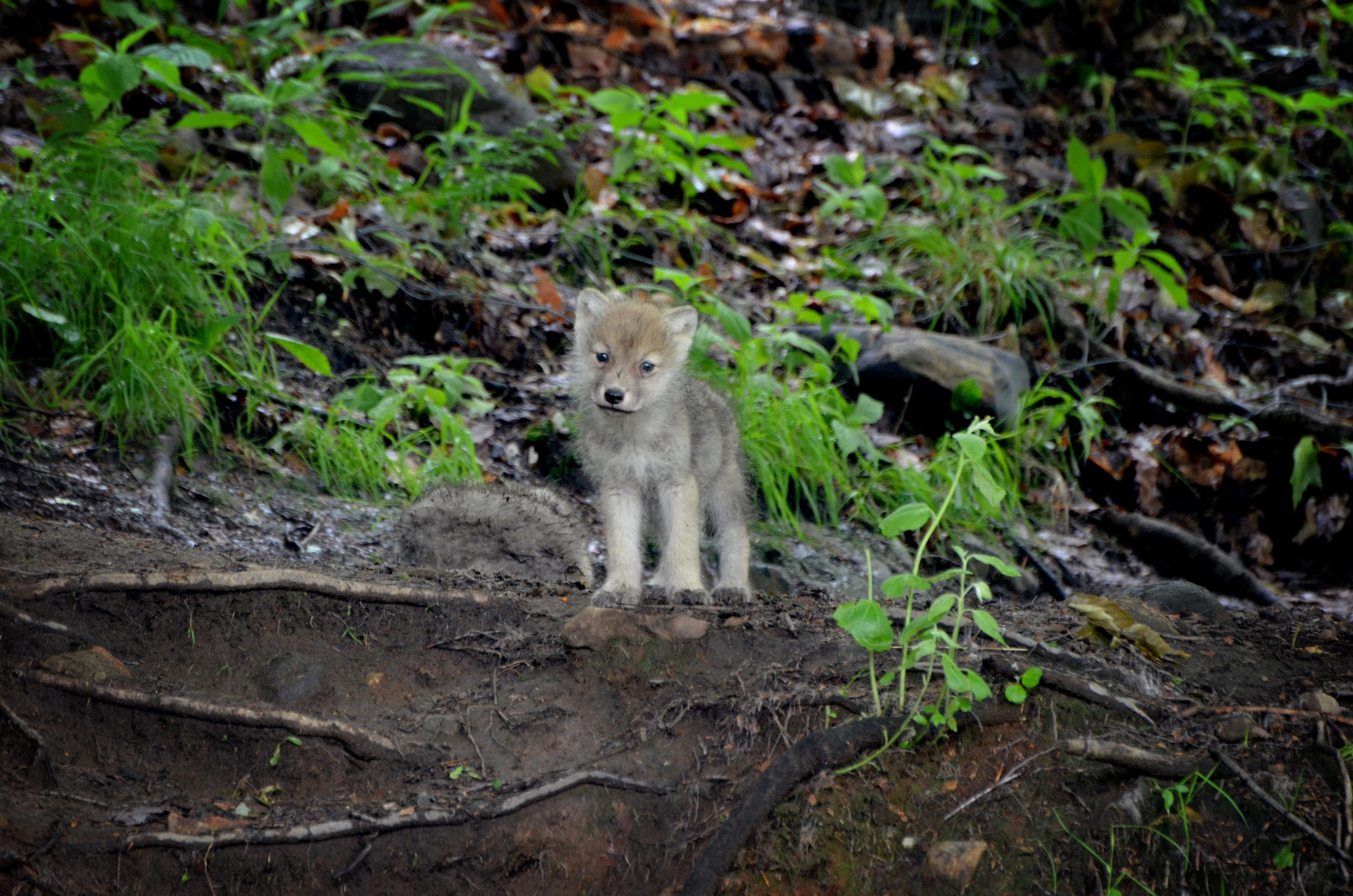 no people, carnivore, juvenile, wildlife, green leaf, looking at camera, forest, wild, young, animal wildlife, wilderness, day, daytime, 4K, den, domestic, HD Wallpaper