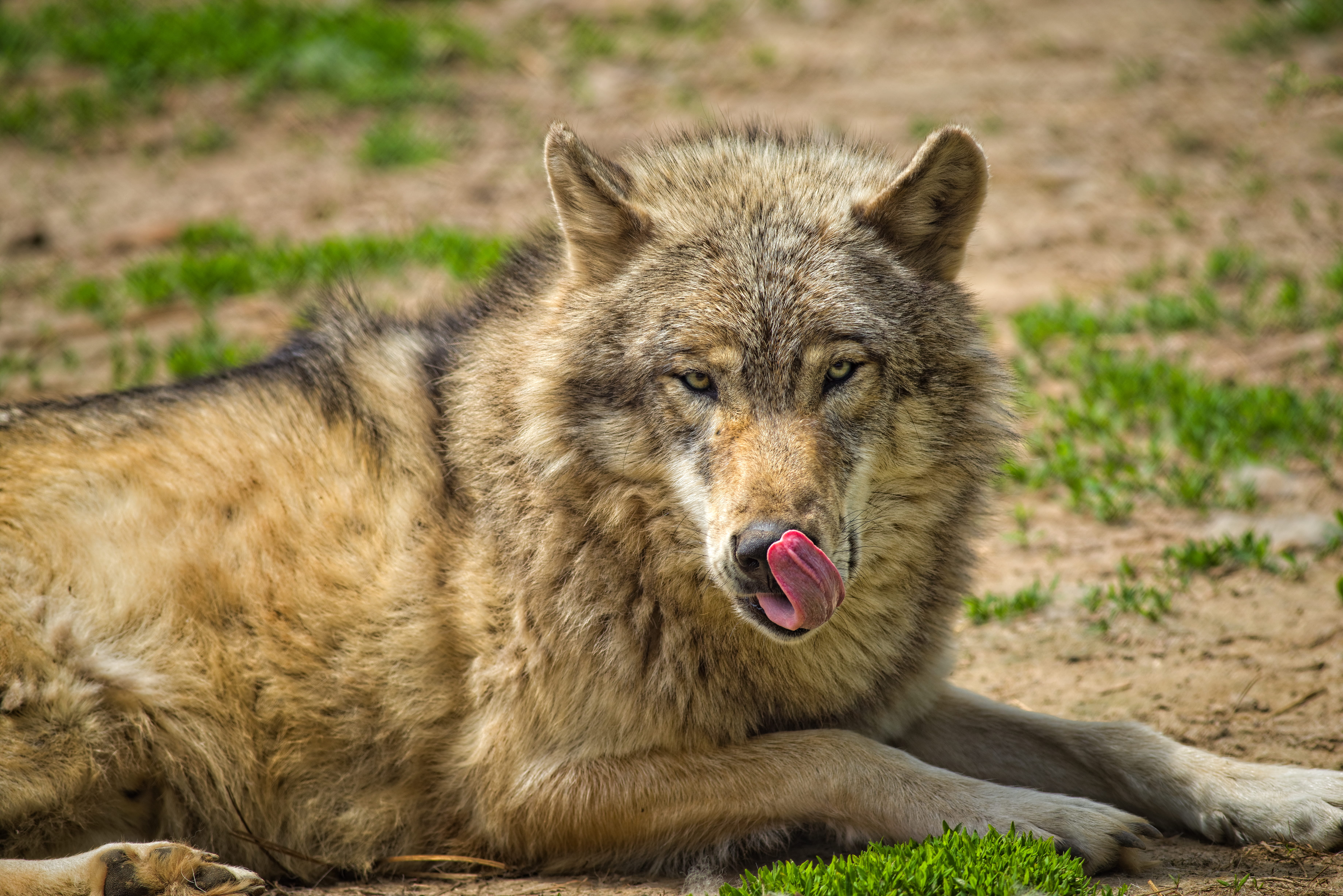 furious, danger, looking at camera, hunter, mouth, eyes, mouth open, tongue, carnivore, ground, fur, gray wolf, wild, gray, portrait, grass, outdoors, green, HD Wallpaper