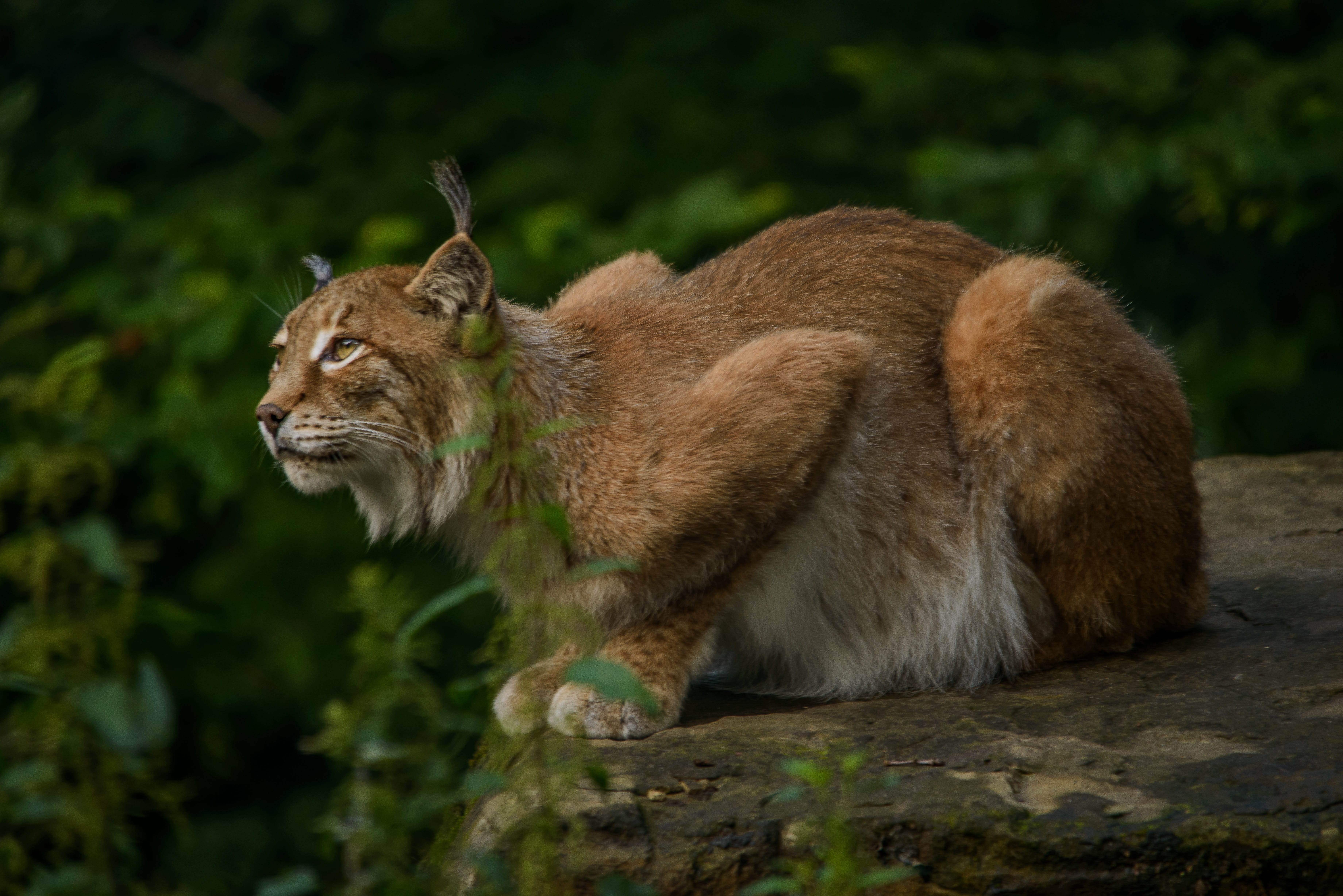 animal, carnivora, one animal, fur, land, mammal, looking, wildcat - Animal, outdoors, eurasischer lynx, animals And Pets, sitting, nature, wild, rock, HD Wallpaper