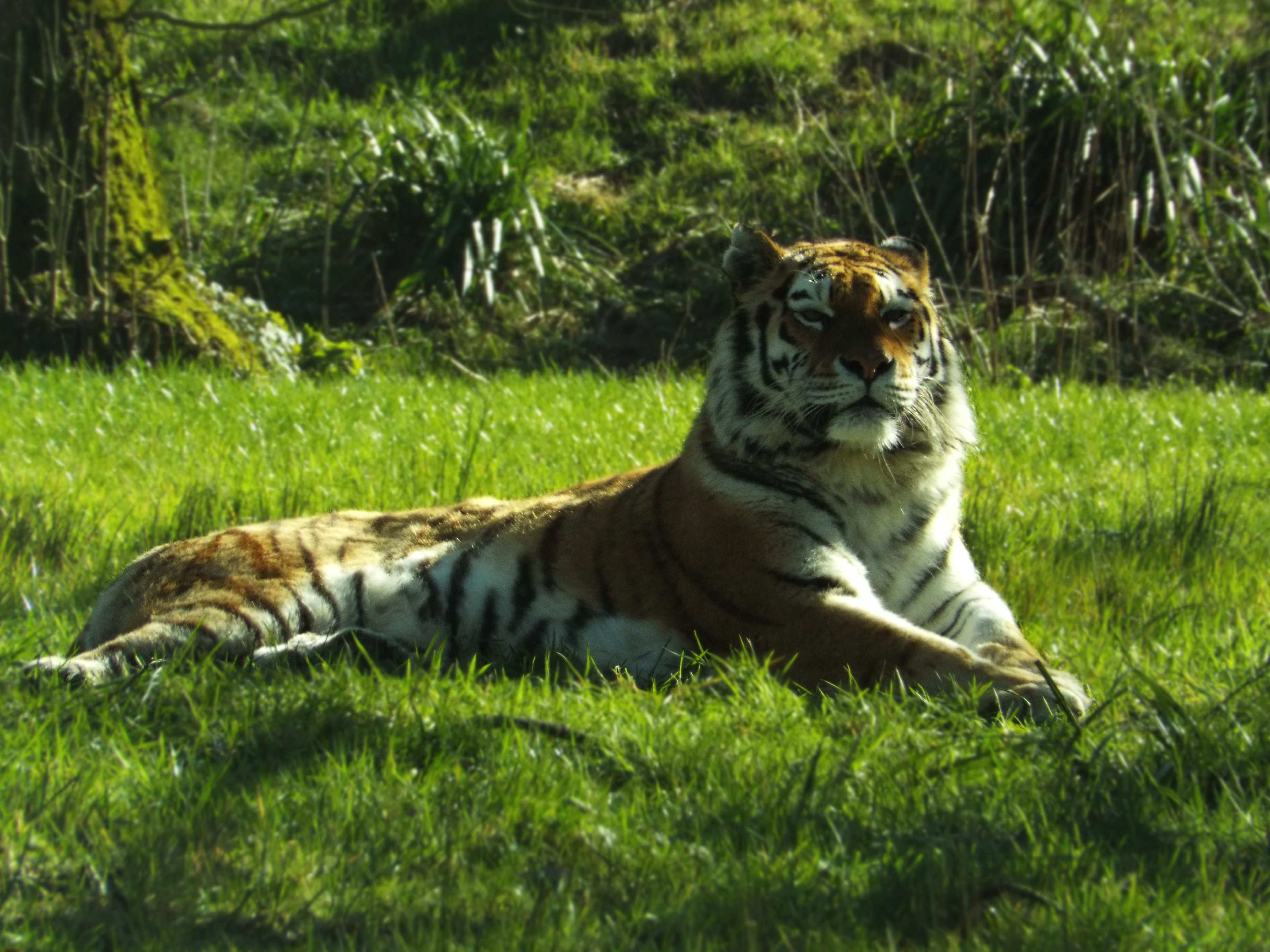 fur, tree, danger, vertebrate, striped, 4K, looking, animal themes, outdoors, feline, whisker, grass, field, land, Tiger, relaxation, Big Cat, one animal, HD Wallpaper