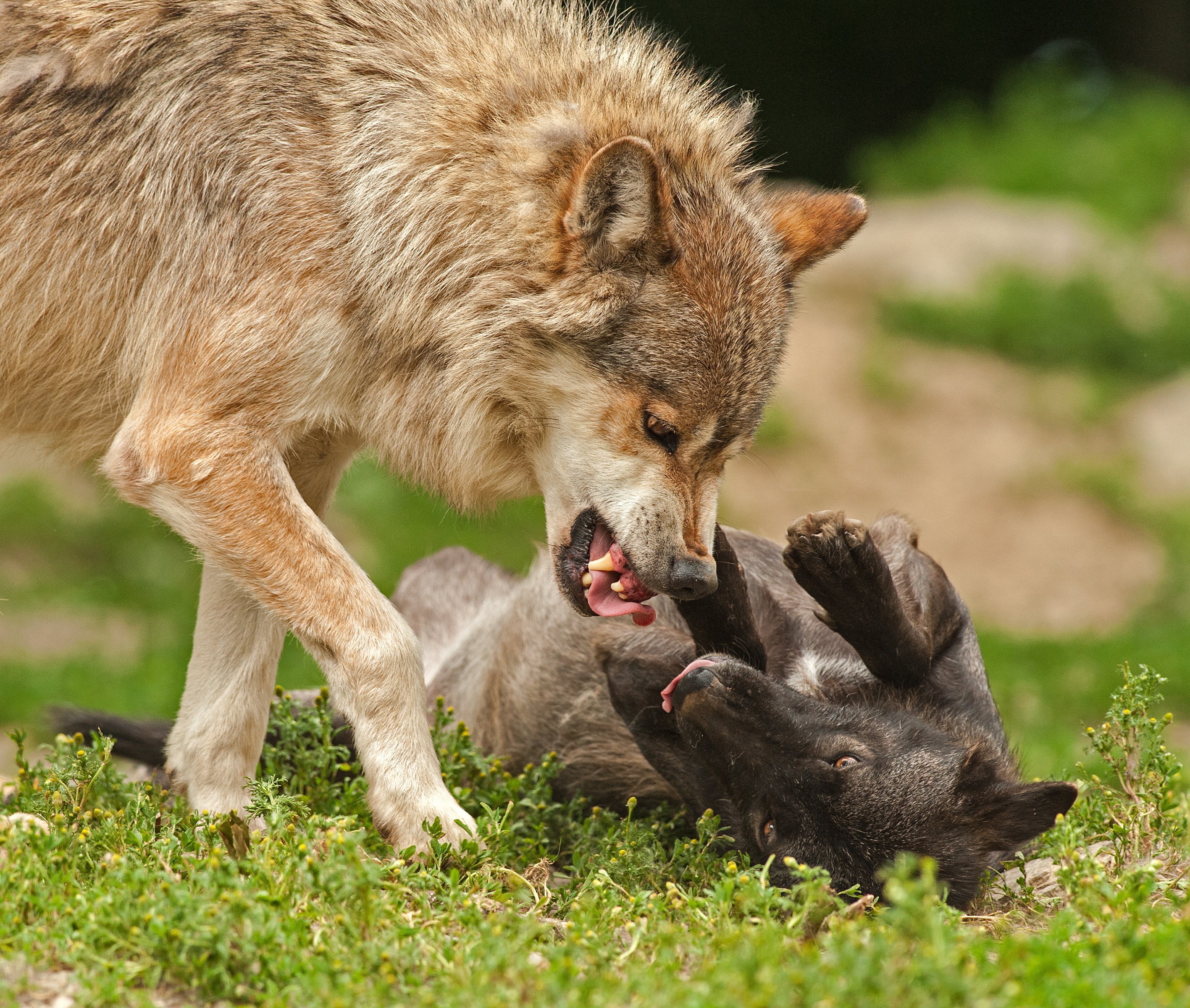 puppy, domestic animals, two animals, fur, furry, focus, tooth, group of animals, vertebrate, focus on foreground, photography, plant, attack, predator, HD Wallpaper