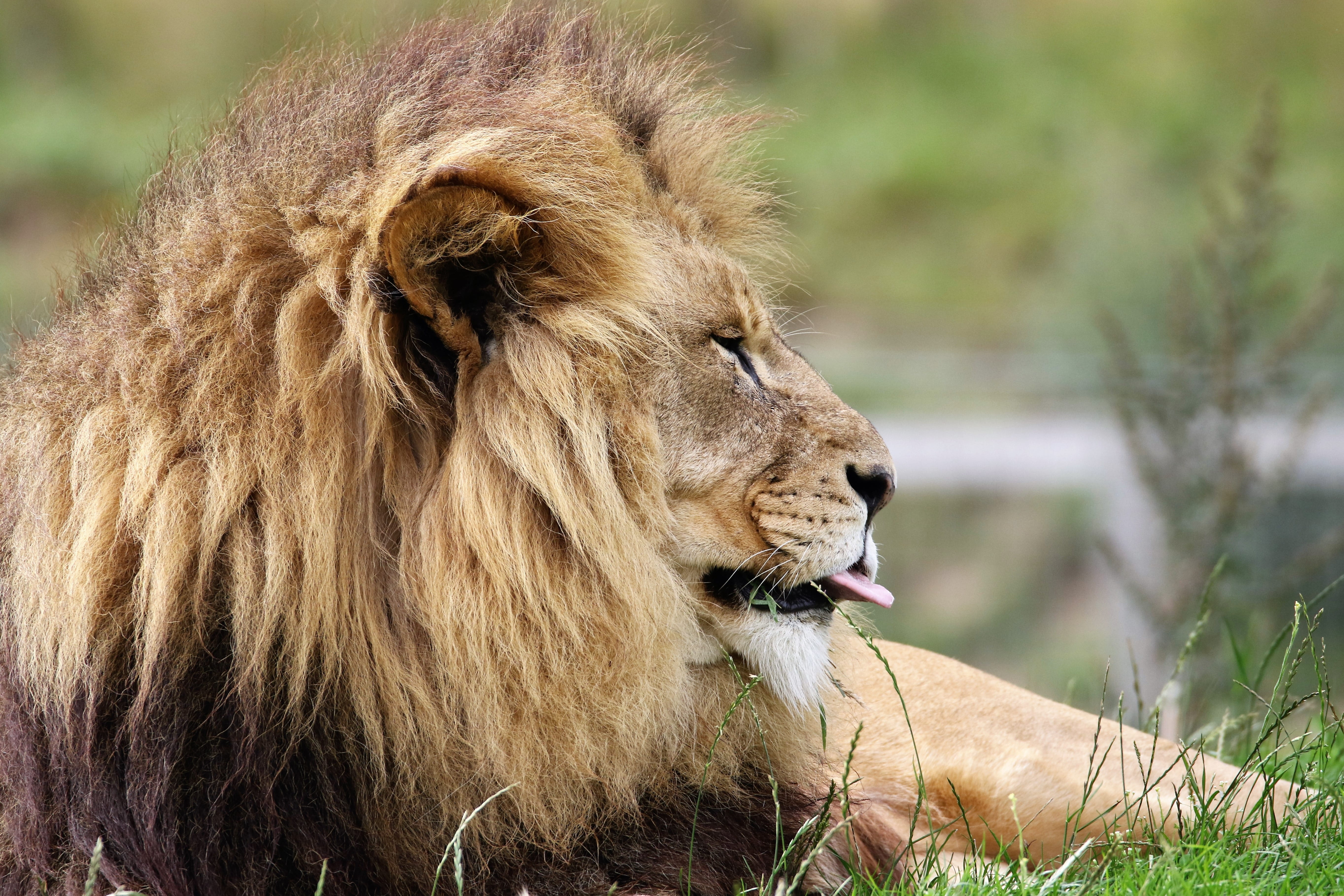 leo, pride, vertebrate, head, predator, danger, close, close-up, no people, king, lion - Feline, animal wildlife, male Animal, grass, africa, endangered, HD Wallpaper