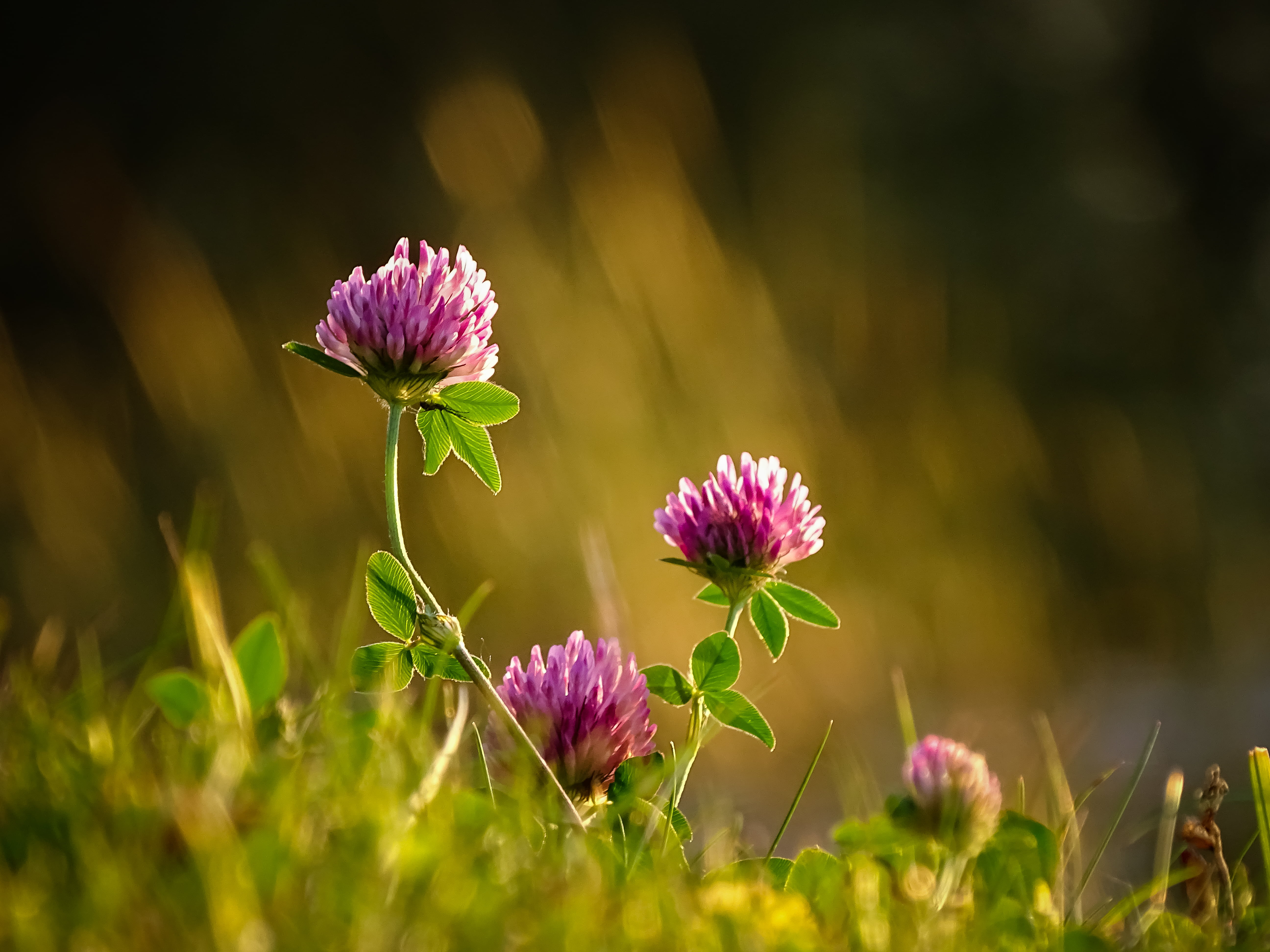 5K, outdoor, nature, purple, close-up, closeup, outdoors, plant, grass  green, beauty In Nature, summer, red, latvia, vidzeme, pink, shallow, dof, meadow, HD Wallpaper