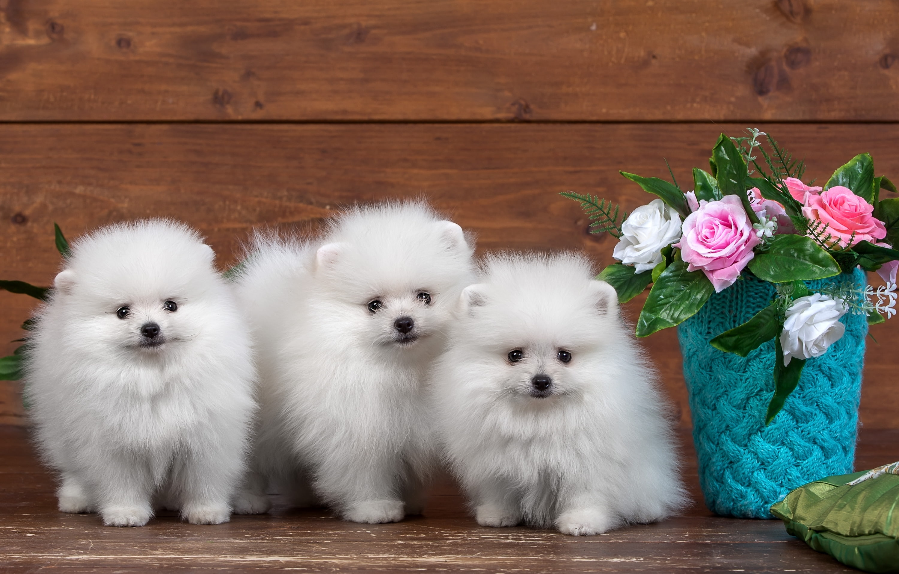 animal, no people, puppies, trio, young animal, pomeranian, flowers, fluffy, flower, small, flowering plant, Spitz, domestic animals, one animal, 2K, domestic, HD Wallpaper