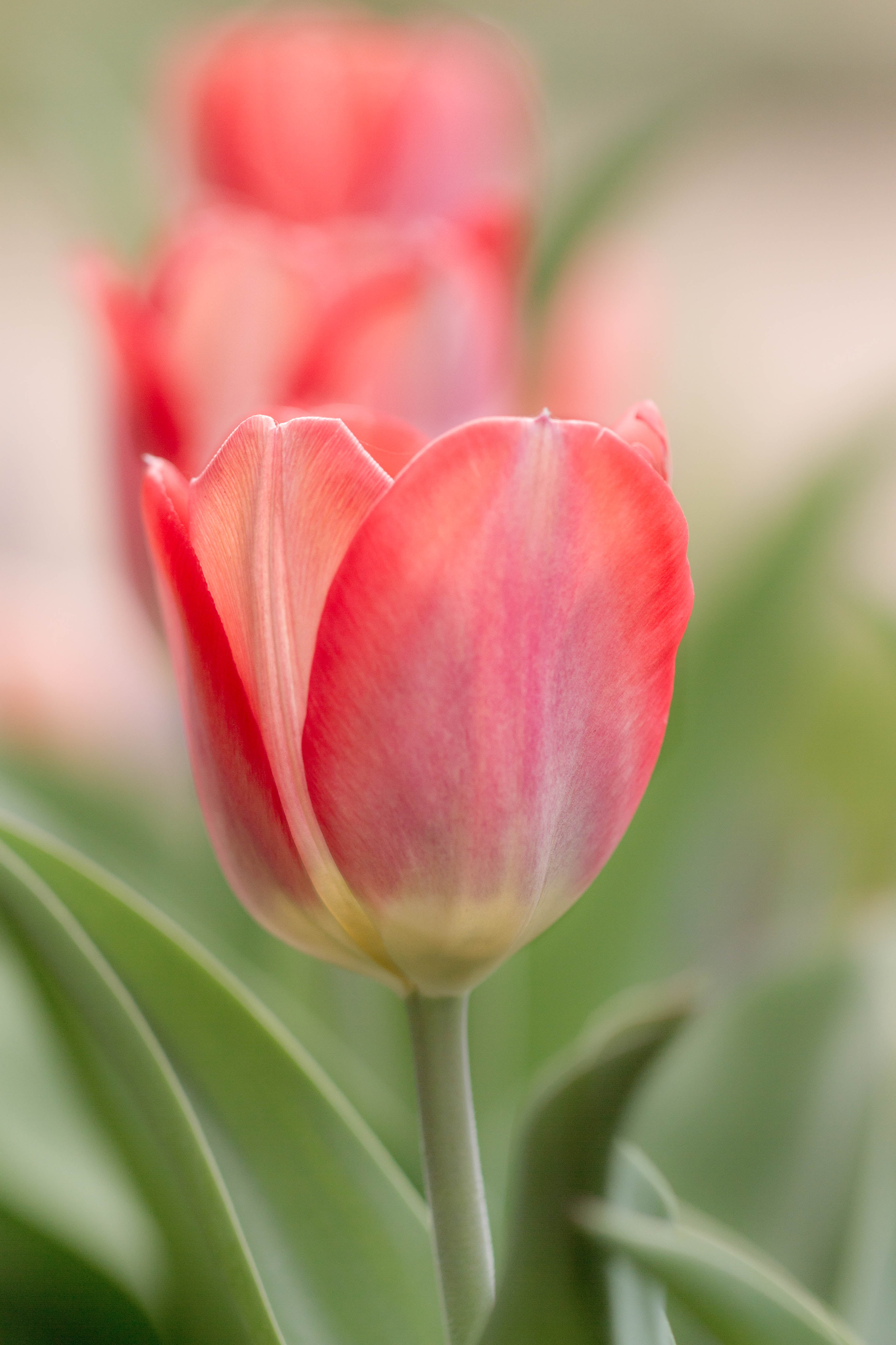 macro, tulips, springtime, close-up, Trio, freshness, floral, flower, red, Tulip, plant, petal, bokeh, summer, bulbs, pink Color, flower Head, 5K, beauty In Nature, Phone HD Wallpaper
