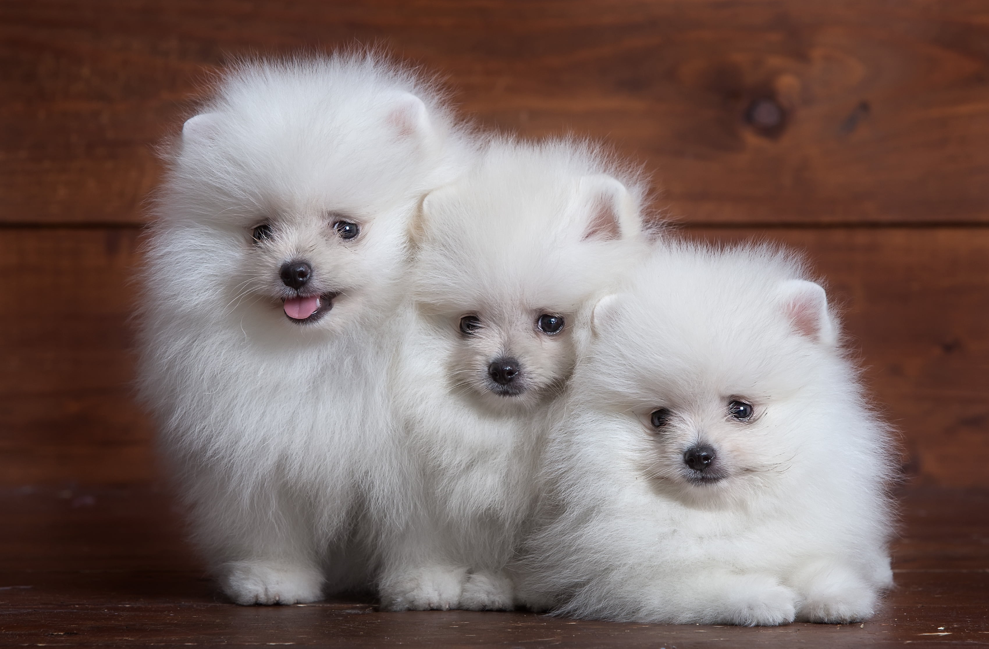 close-up, fun, animal family, Spitz, pets, group of animals, 2K, spitz-Type Dog, canine, small, grooming, one Animal, puppy, young Animal, indoors, togetherness, HD Wallpaper