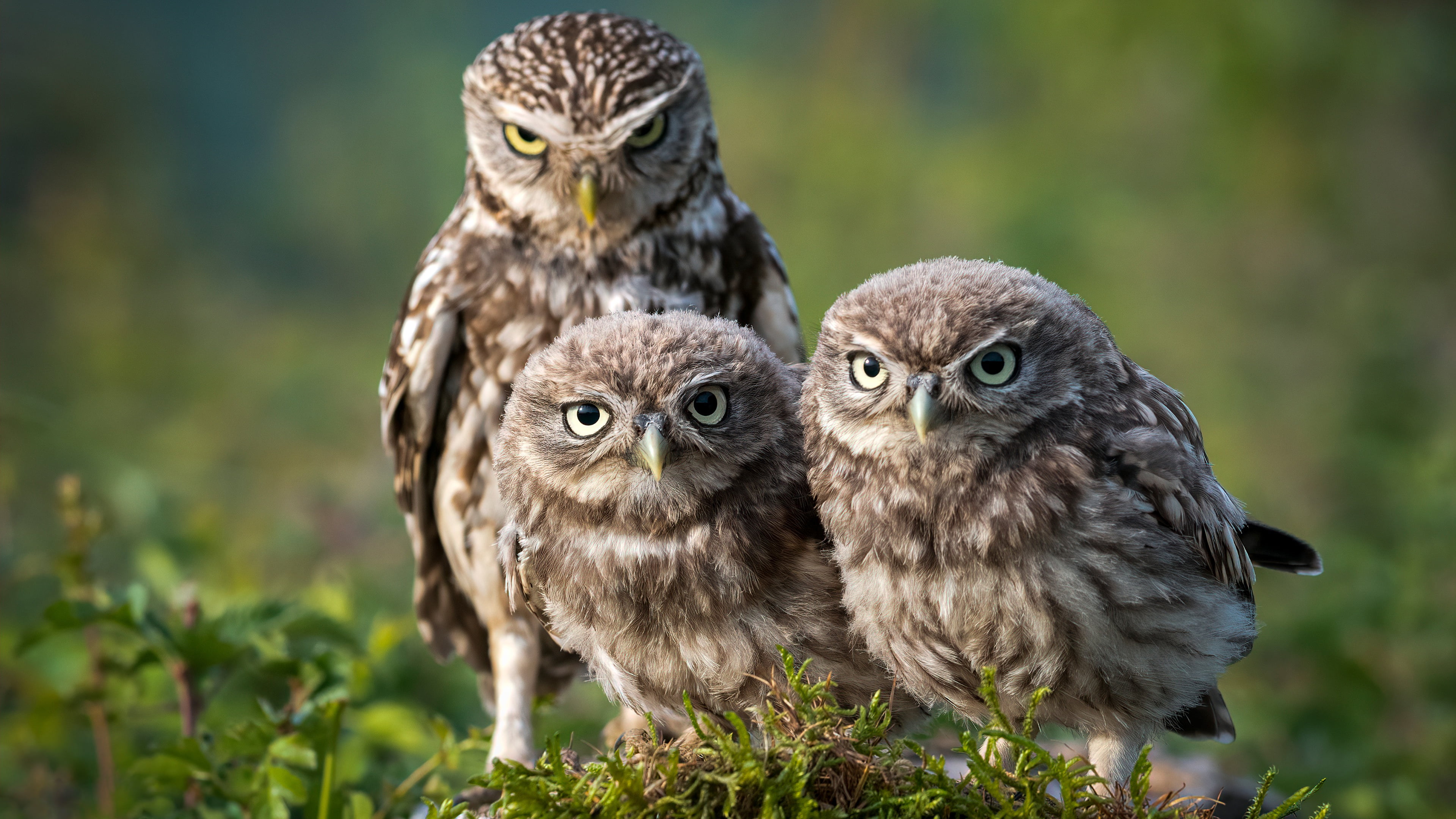 background, Trinity, 4K, nature, owls, look, trio, moss, birds, pose, sychik, three, owl, HD Wallpaper