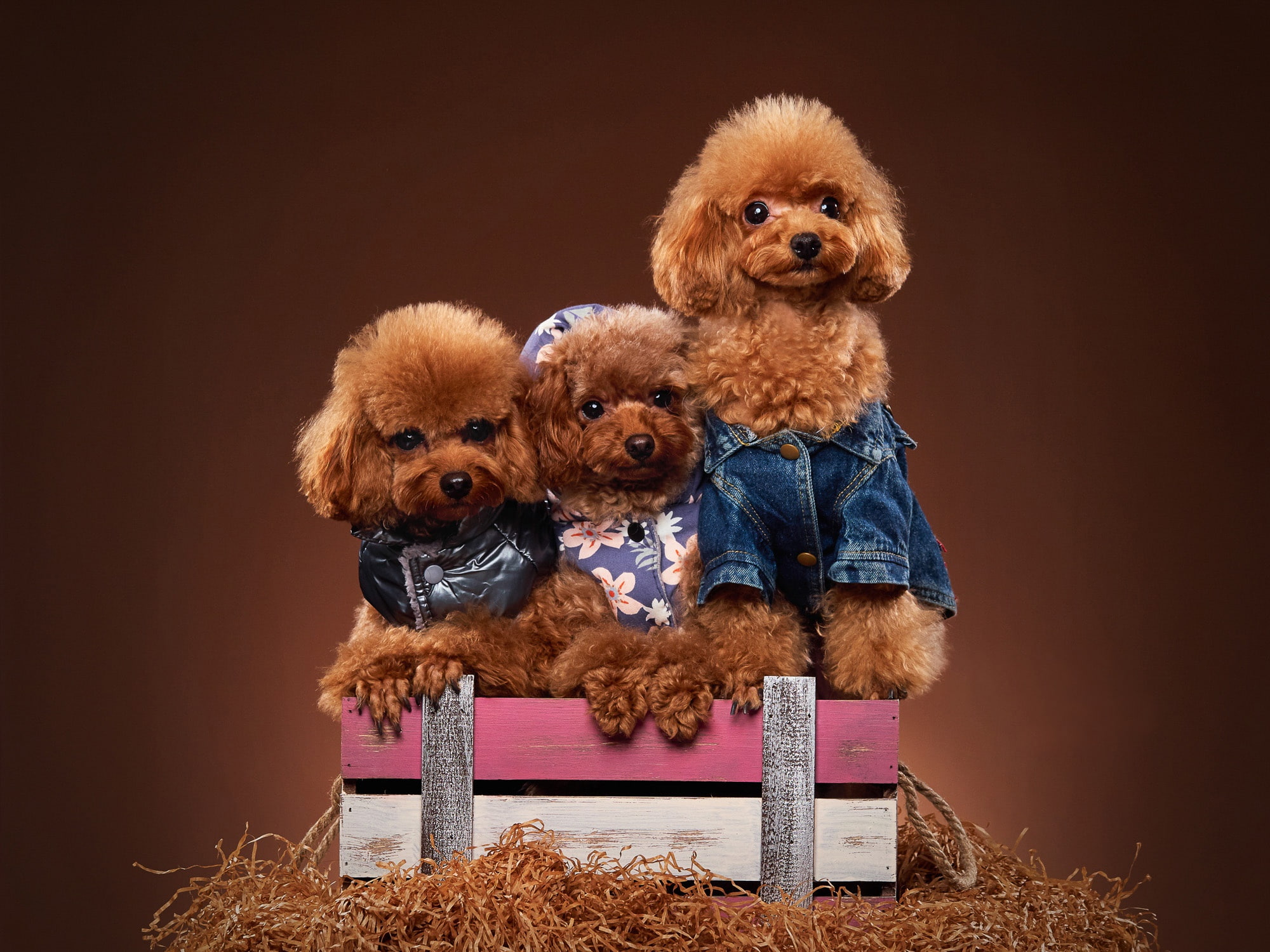 box, trio, Trinity, Toy poodle, photoshoot, doggie, outfits, 1080P, poodles, dogs, HD Wallpaper