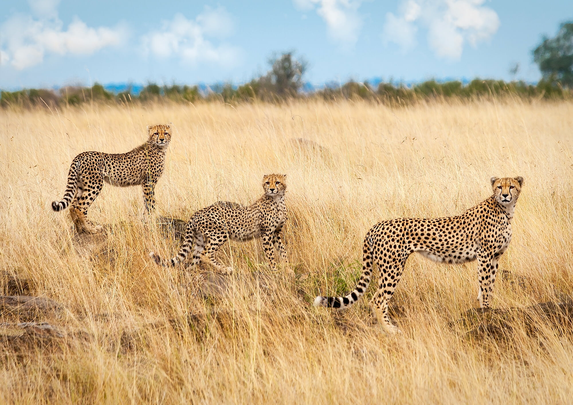 animals in the wild, three, carnivora, animal family, cheetah, cheetahs, no people, plant, outdoors, spotted, animal wildlife, cat, undomesticated cat, HD Wallpaper