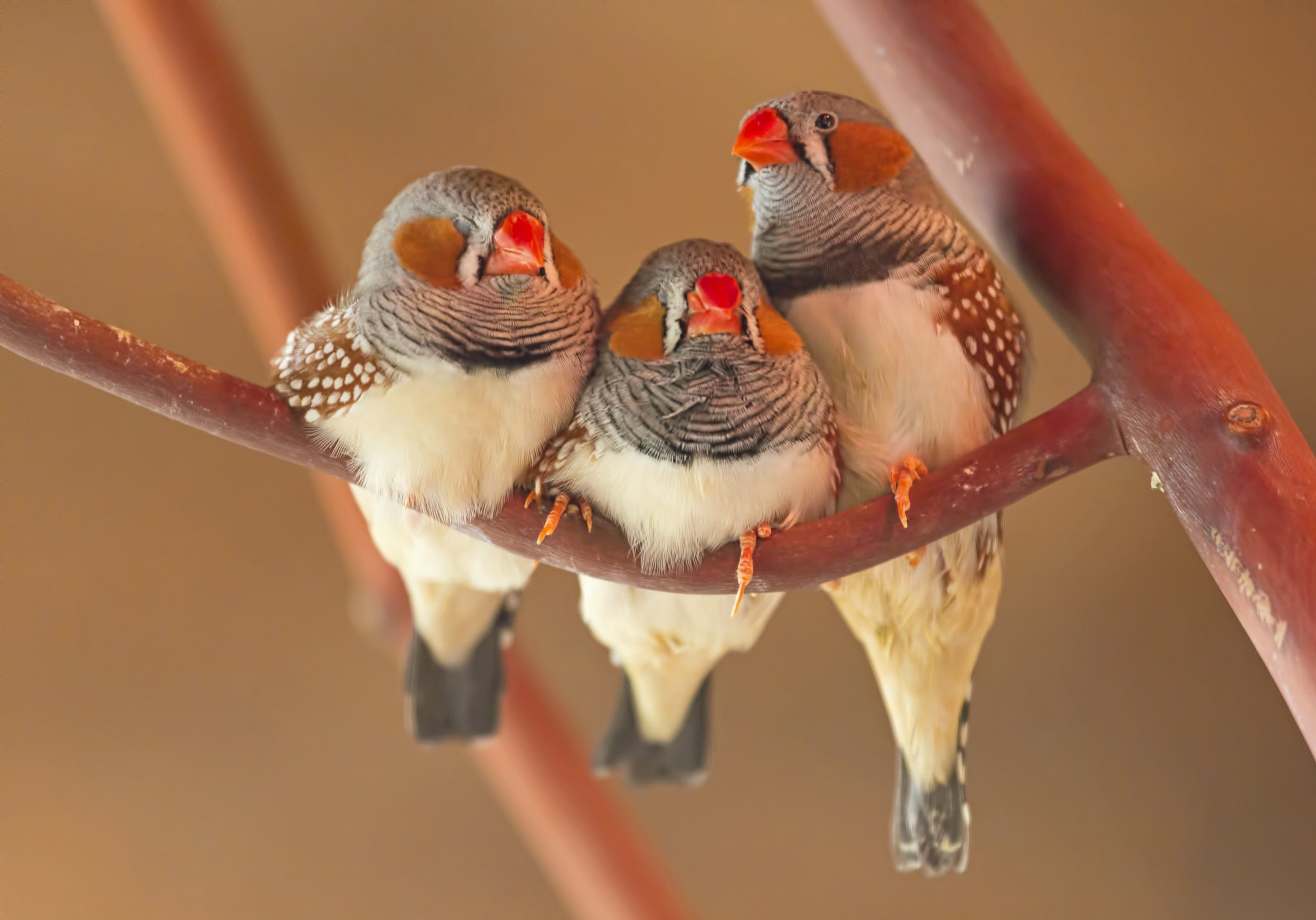 parrot, birds, trio, branch, brown, 1080P, bird, gray, beak, red, short, HD Wallpaper