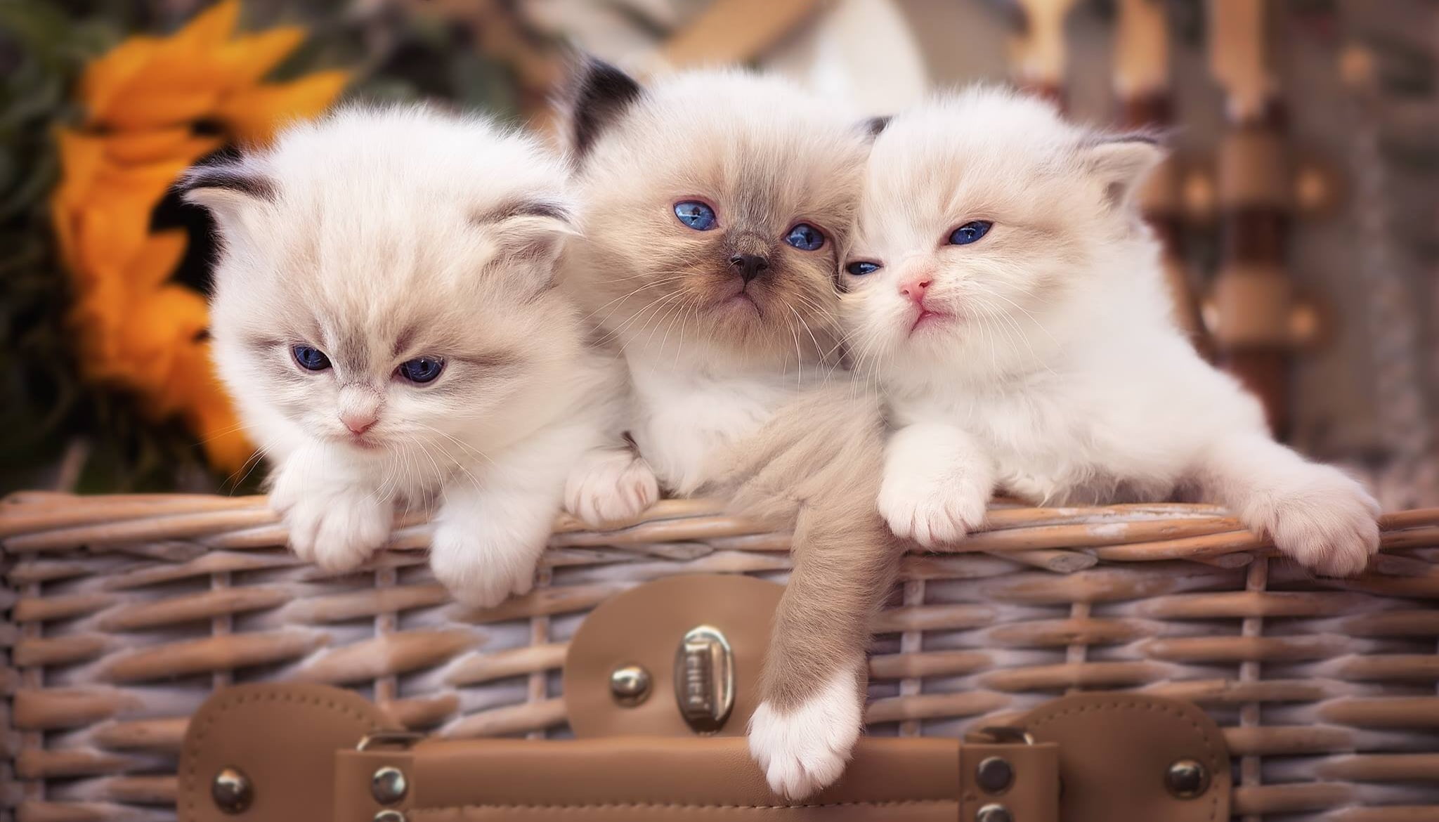 Trinity, basket, group of animals, domestic cat, young animal, persian cat, three, kitten, feline, portrait, cat, domestic, animal, indoors, domestic animals, HD Wallpaper