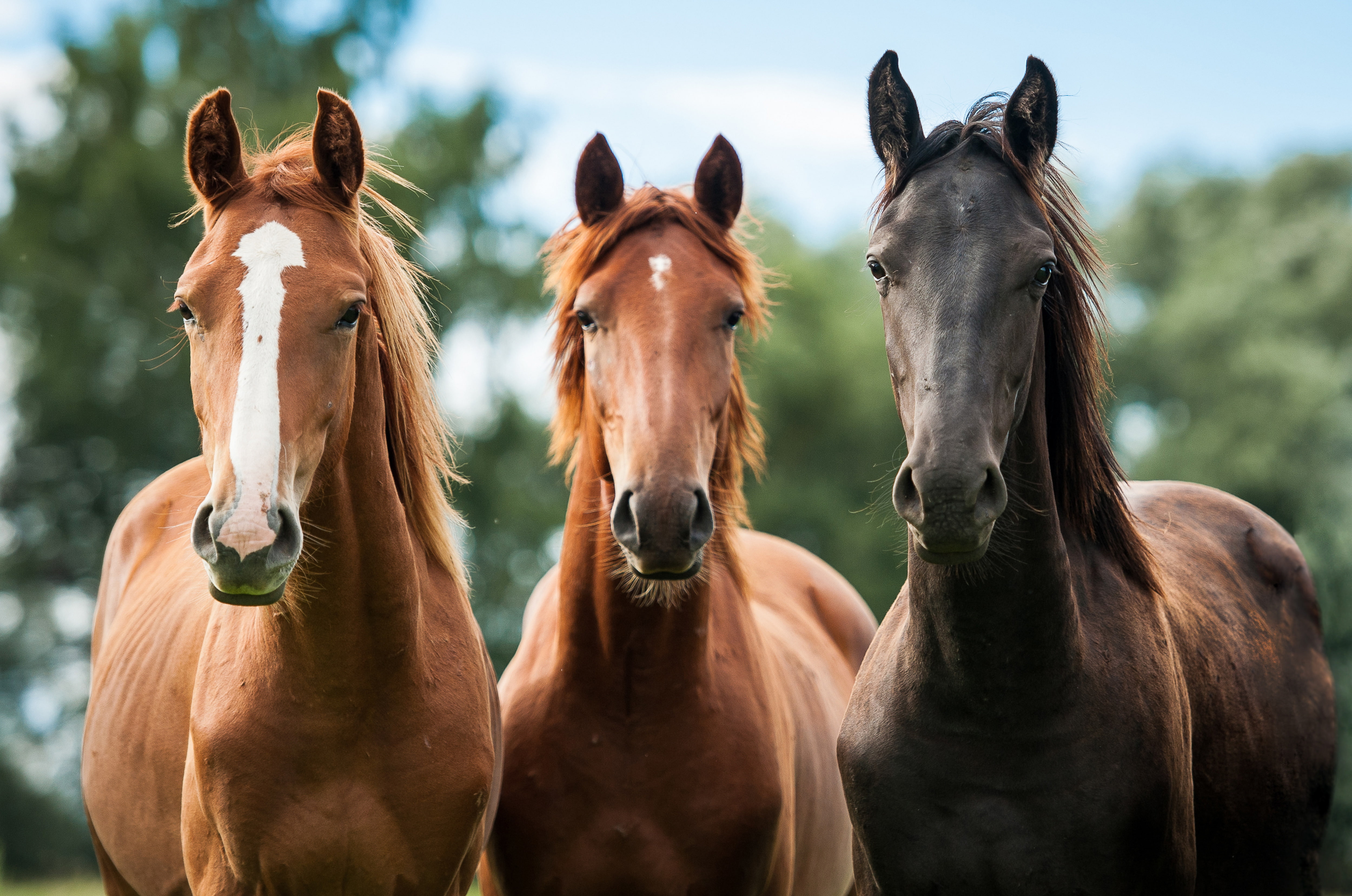 horses, horse, 4K, trio, HD Wallpaper