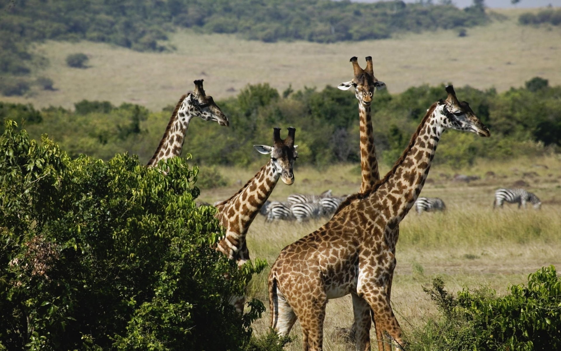 1080P, trio, giraffe, HD Wallpaper