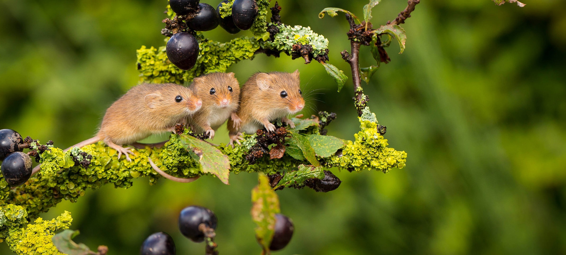 Trinity, branch, mouse, Harvest Mouse, background, The mouse is tiny, trio, 1080P, HD Wallpaper