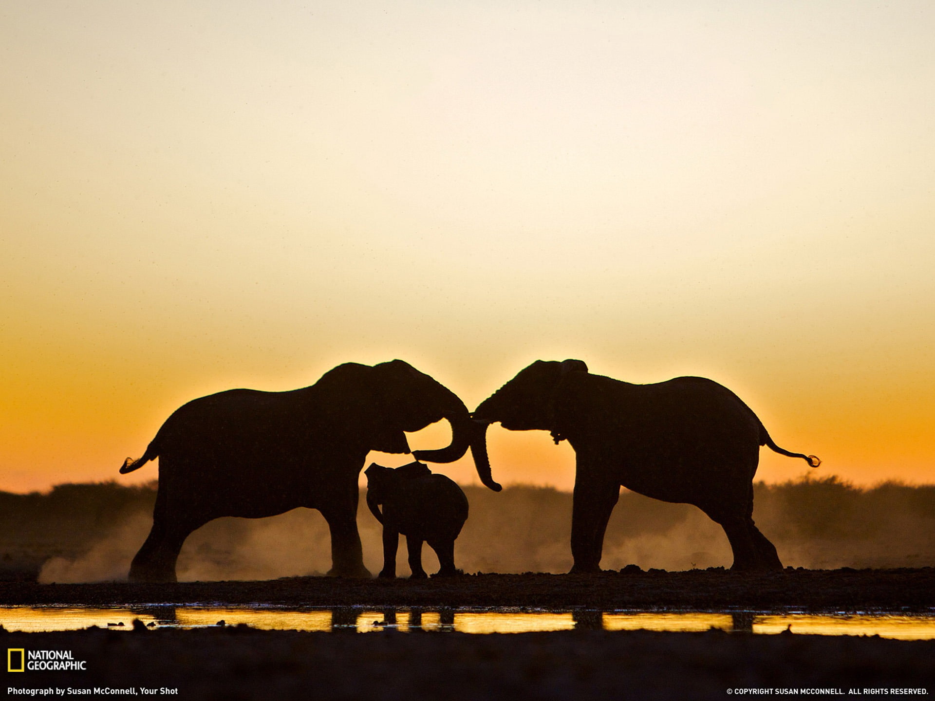 geographic, elephant, nature, group of animals, animal wildlife, sunset, elephants, animals in the wild, herbivorous, animal themes, herd, african elephant, HD Wallpaper