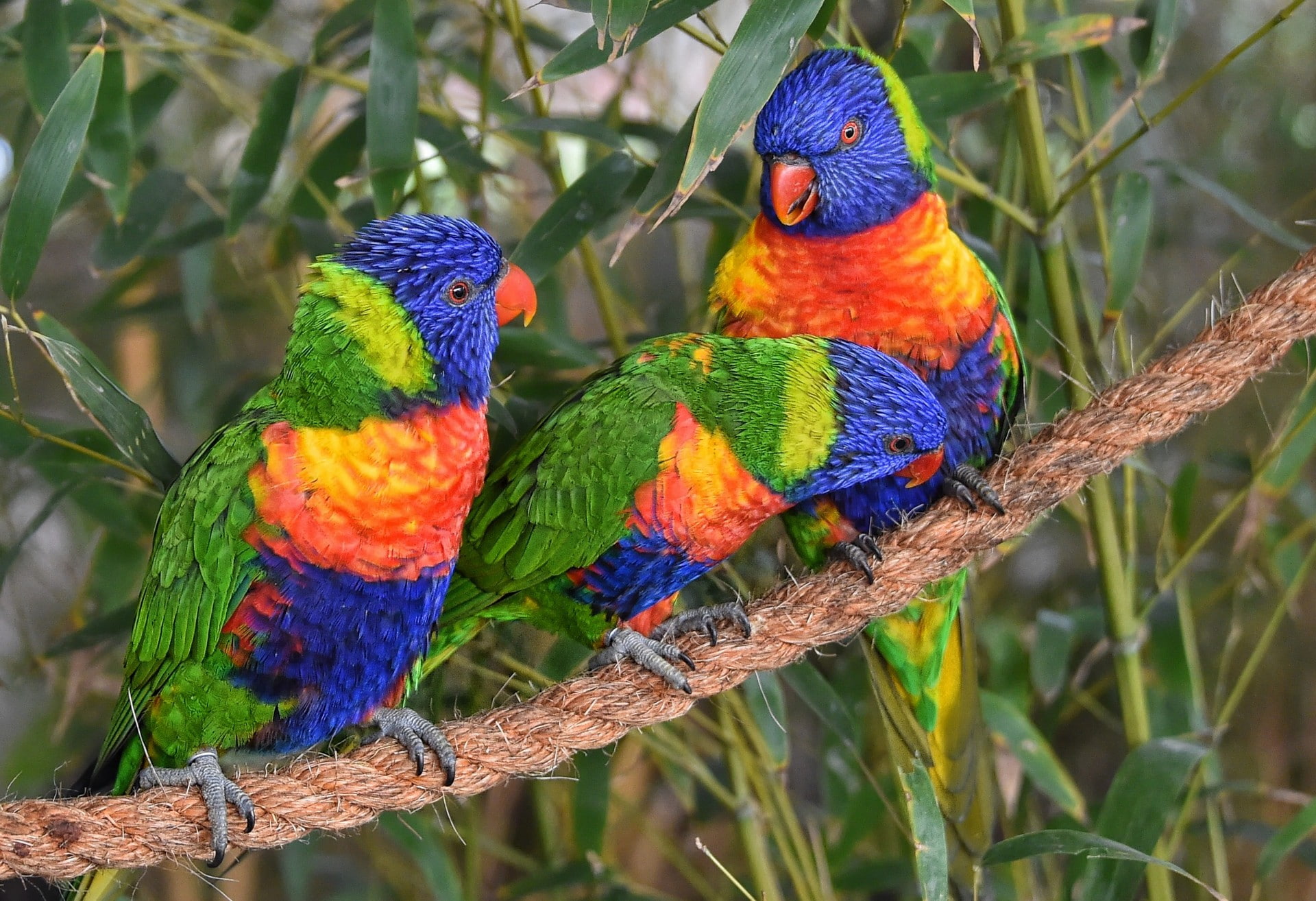 1080P, Multicolor loriket, parrots, rope, birds, loriket, trio, Trinity, multicolor, loricate, HD Wallpaper