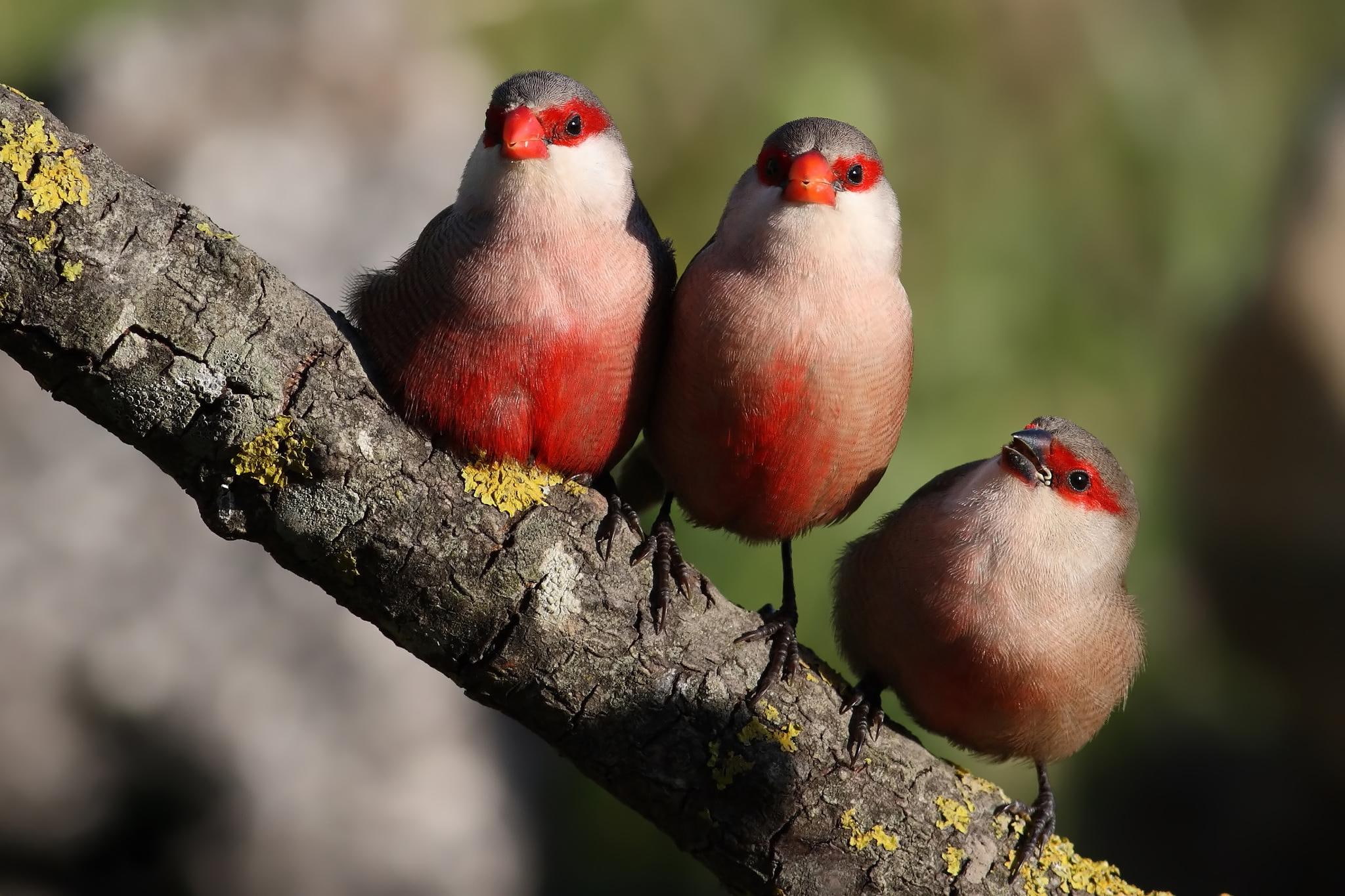 sing, birds, beaked, cute, bird, three, nature, animal, animals, 1080P, trio, red, HD Wallpaper