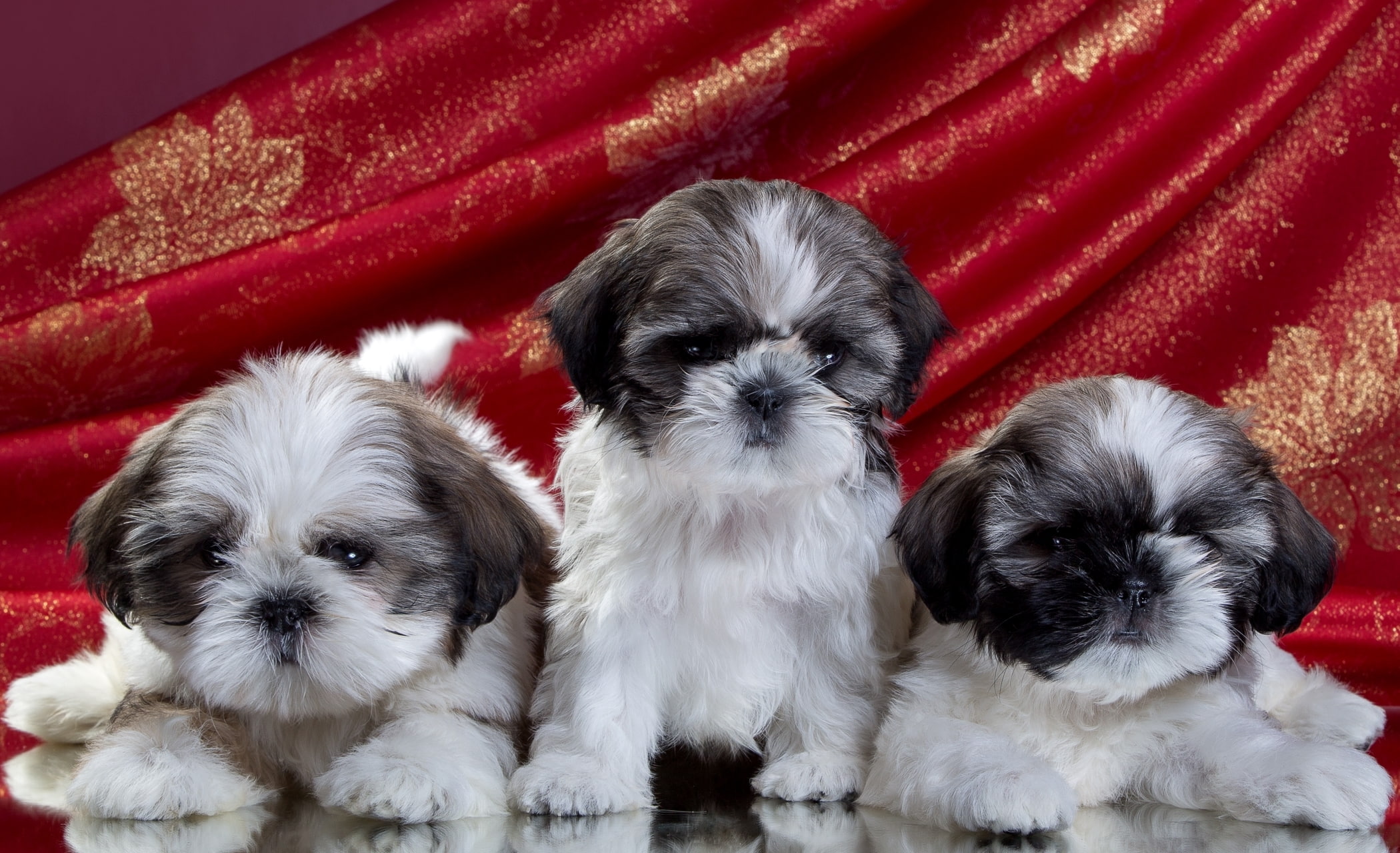trio, puppies, 1080P, Shih Tzu, HD Wallpaper